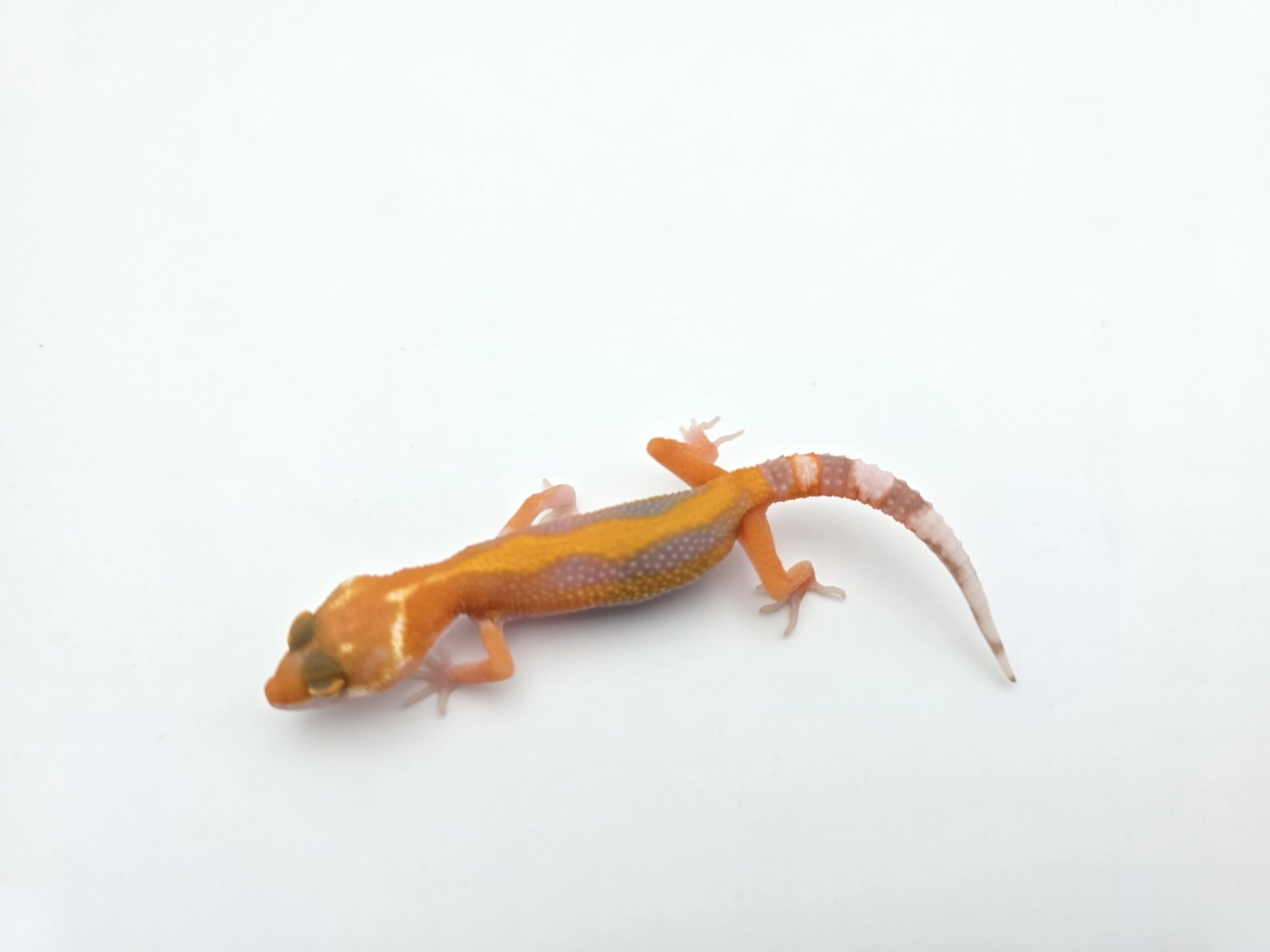 Eublepharis macularius "Hybino electric/mandarin tangerine bold stripe jungle (bell)" Présumé femelle 2026 Nom/référence : MOLBI