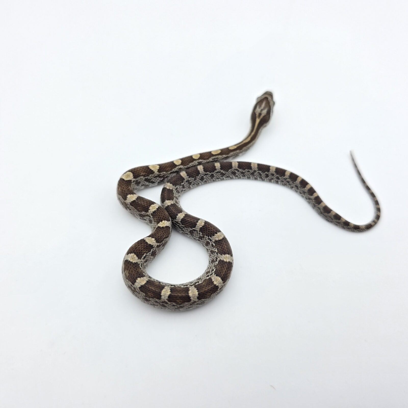Pantherophis emoryi sp scaleless "Naturel 100% het.scaleless motley 50 % het.sunkissed anery hypo 33% albinos, caramel, ghost (emoryi gène)" Femelle 2026 Nom : SECTA