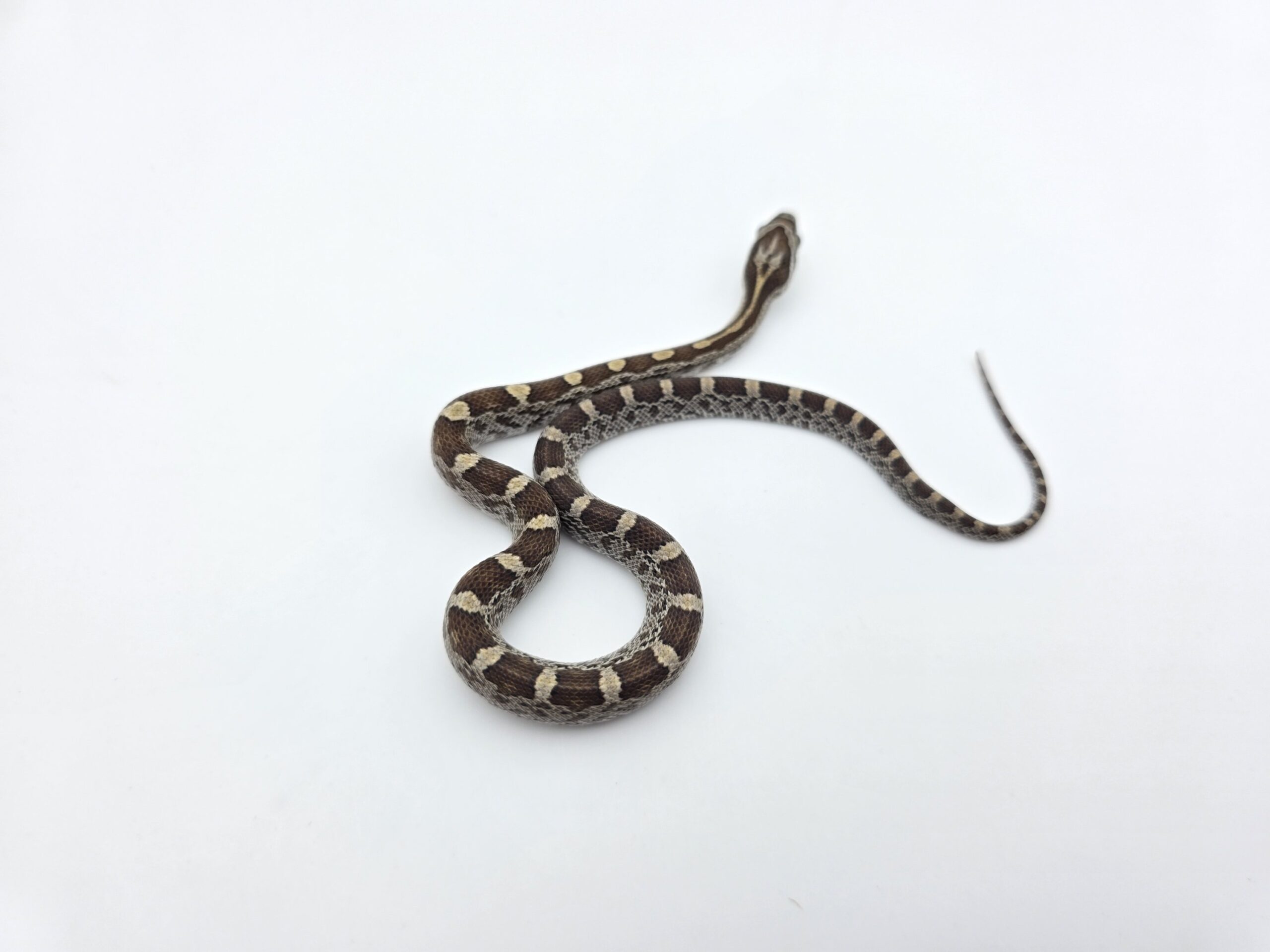 Pantherophis emoryi sp scaleless "Naturel 100% het.scaleless motley 50 % het.sunkissed anery hypo 33% albinos, caramel, ghost (emoryi gène)" Femelle 2026 Nom : SECTA