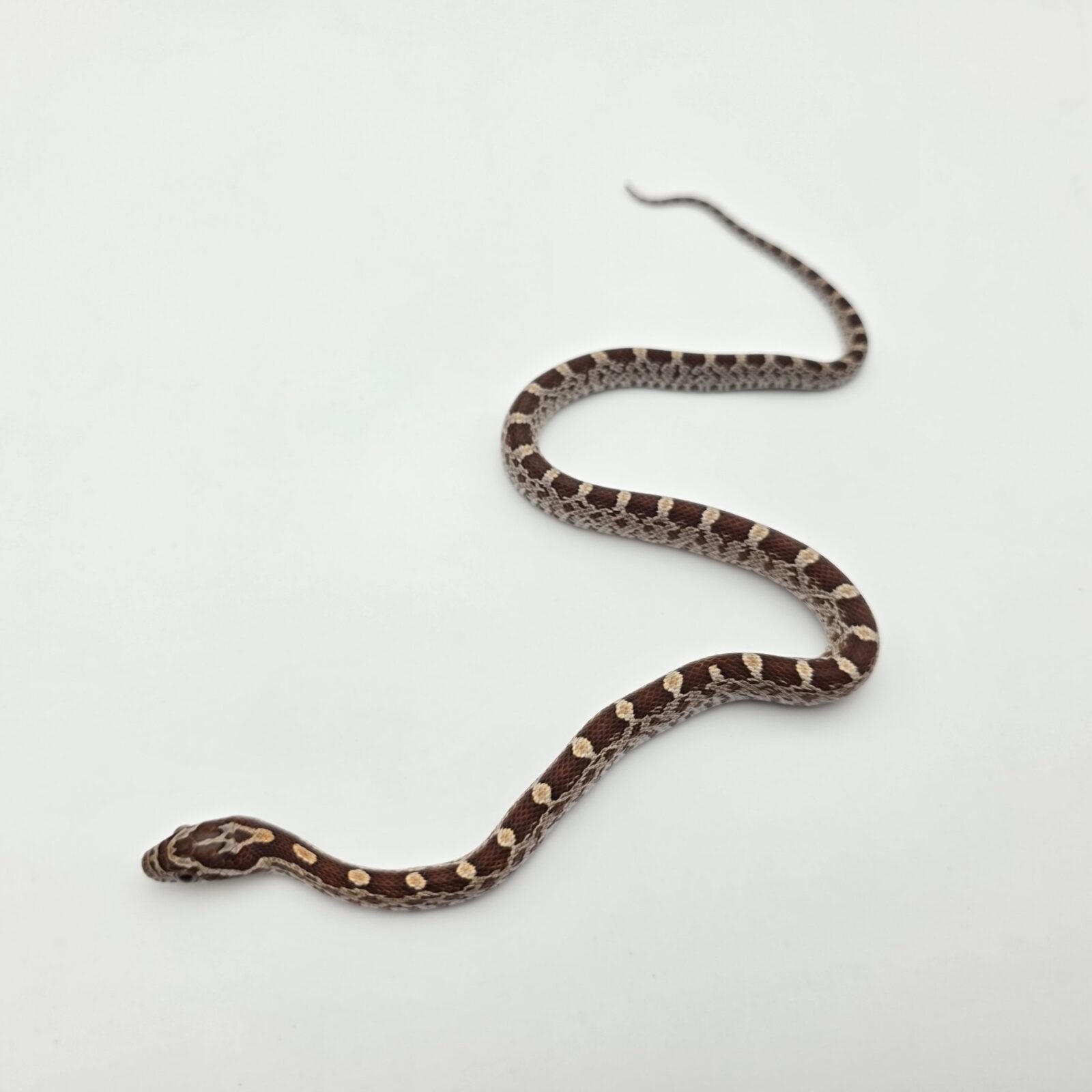 Pantherophis guttatus sp scaleless "Naturel 100% het.scaleless motley 50 % het.sunkissed anery hypo 33% albinos, caramel, ghost (emoryi gène)" Mâle 2026 Nom : DANFATO