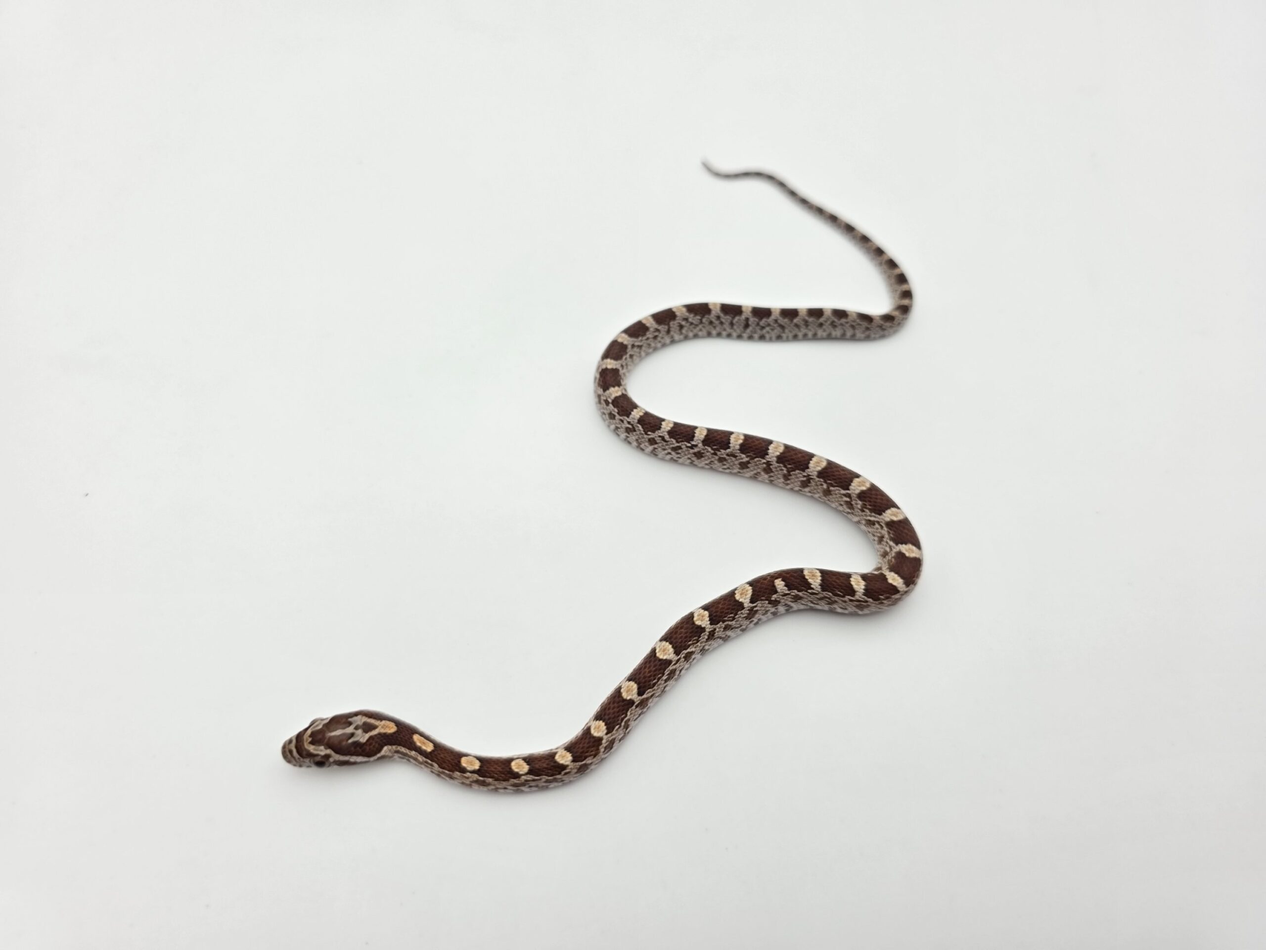Pantherophis guttatus sp scaleless "Naturel 100% het.scaleless motley 50 % het.sunkissed anery hypo 33% albinos, caramel, ghost (emoryi gène)" Mâle 2026 Nom : DANFATO
