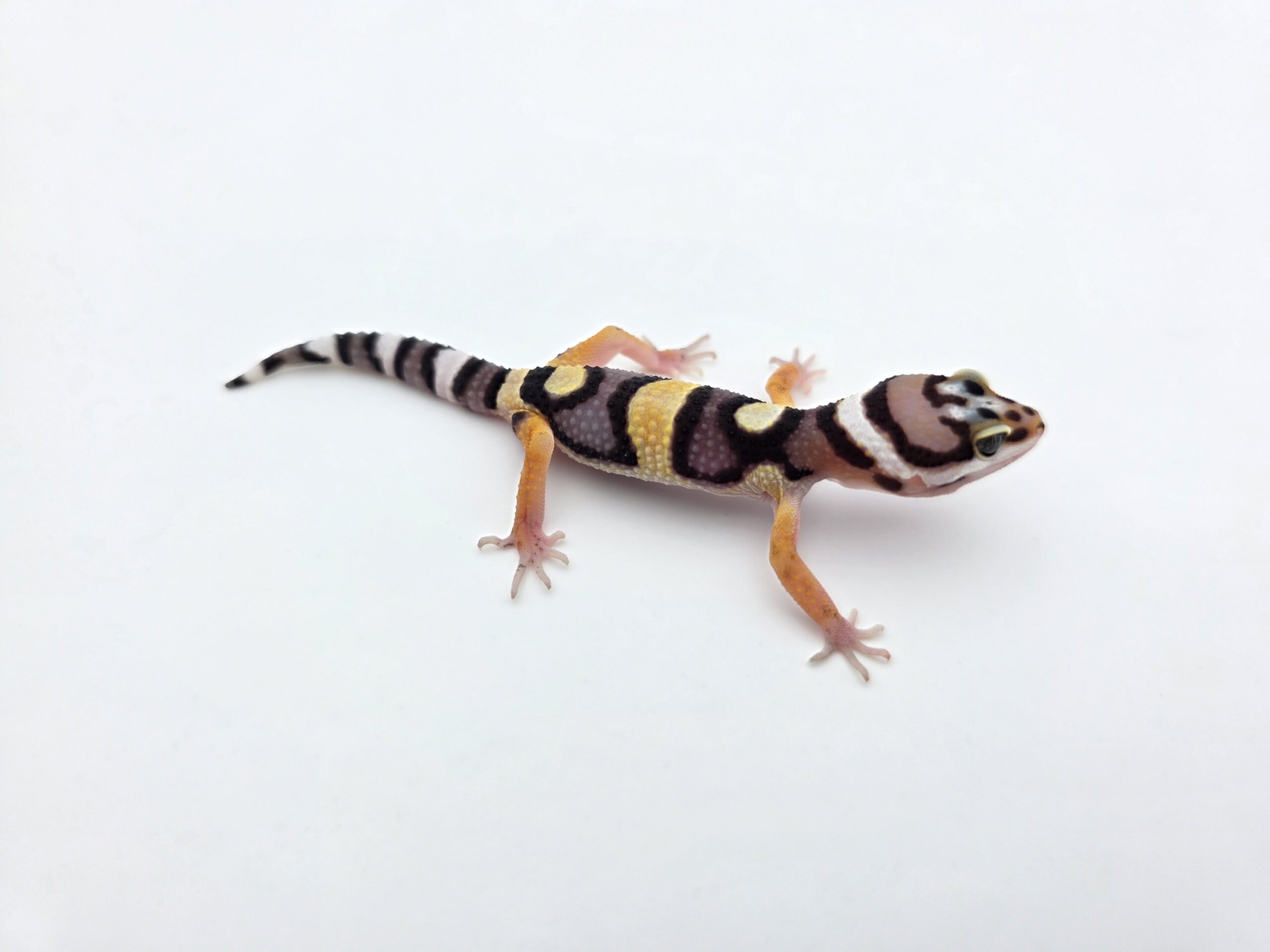 Eublepharis macularius "Bandit halloween electric tangerine (poss lavender) 50% het.bell, eclipse, tremper" Présumé mâle 2026 Nom/référence : JUKILI