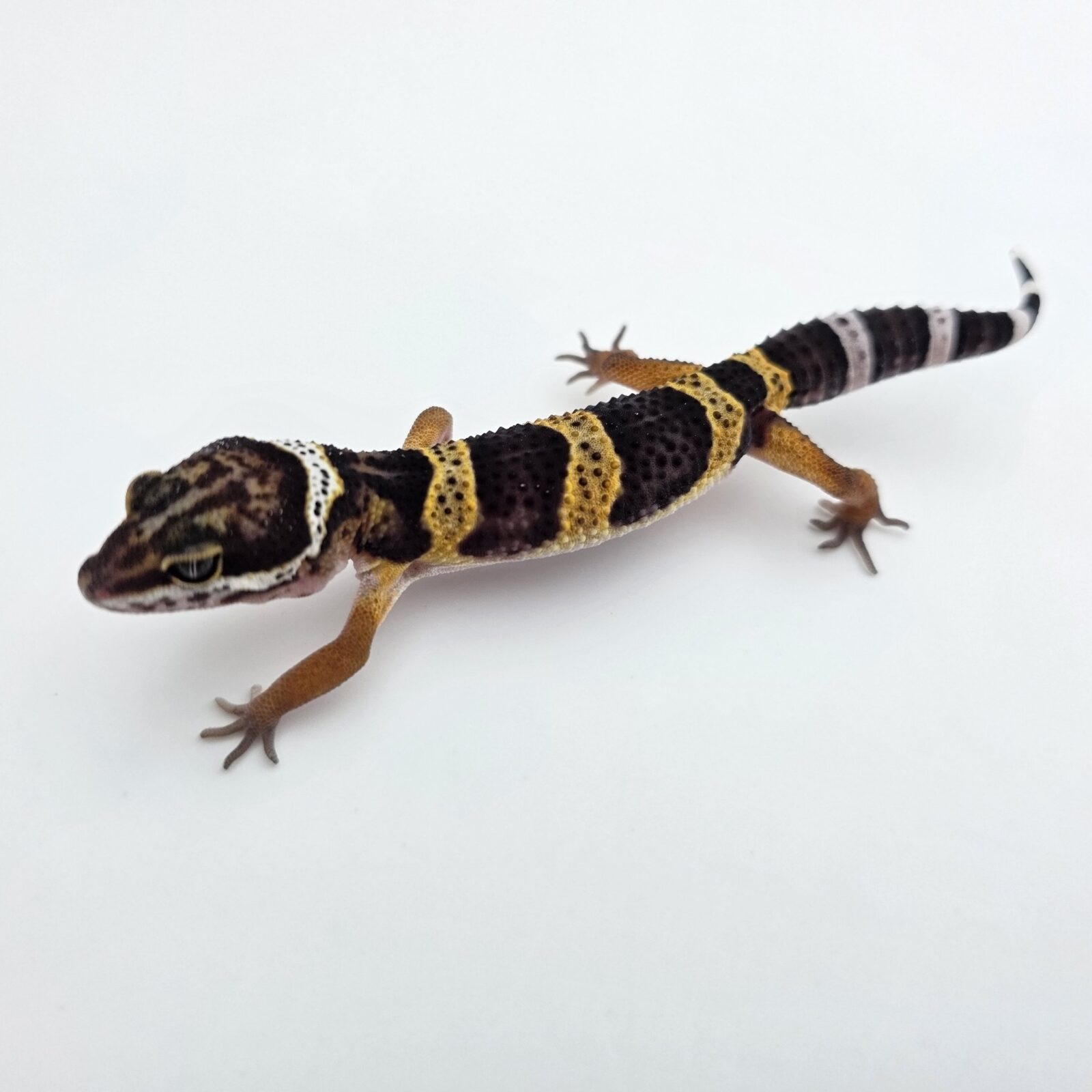 Eublepharis macularius "Black night" Présumé femelle 2026 Nom/référence : JUSILI