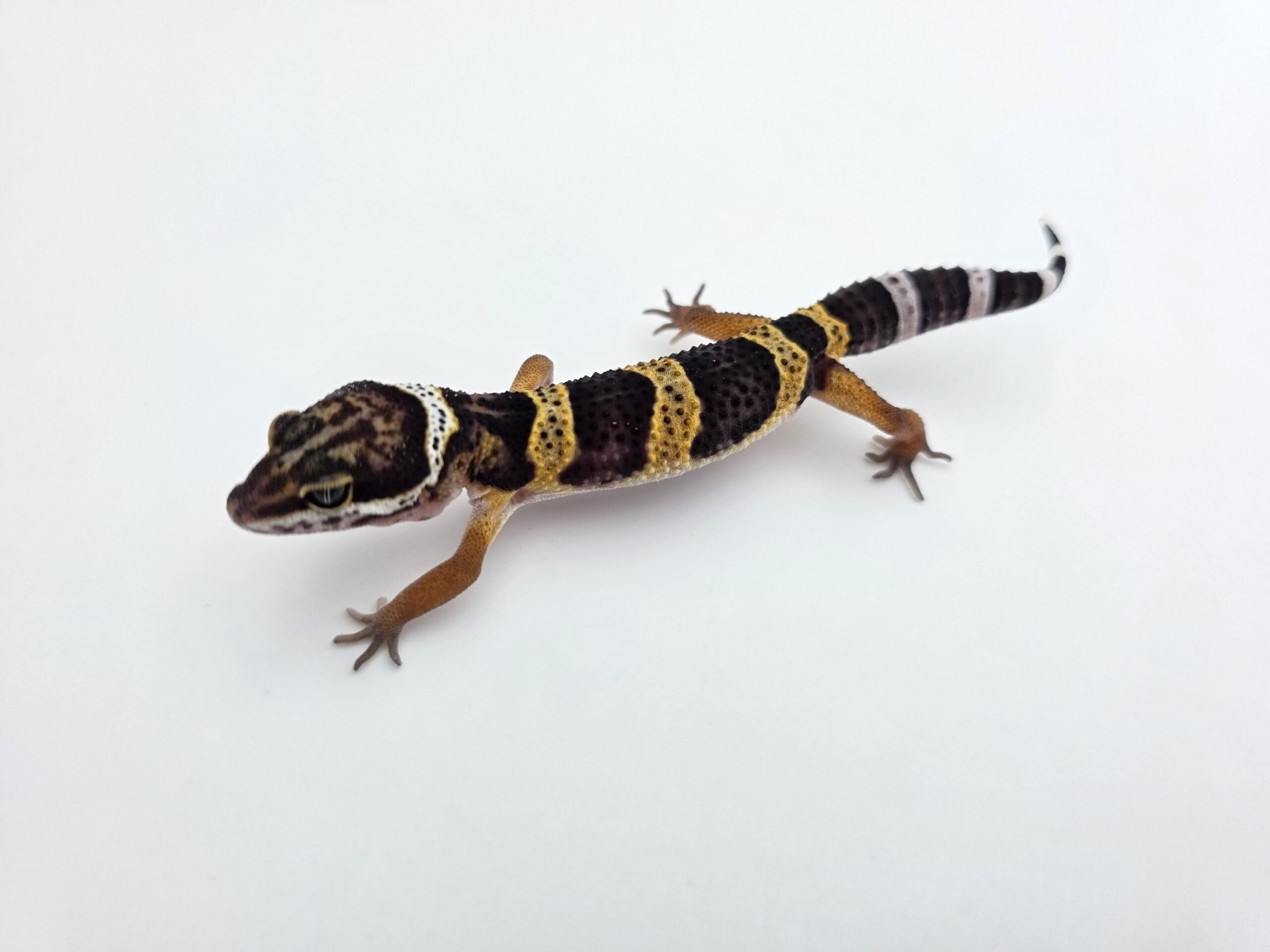 Eublepharis macularius "Black night" Présumé femelle 2026 Nom/référence : JUSILI
