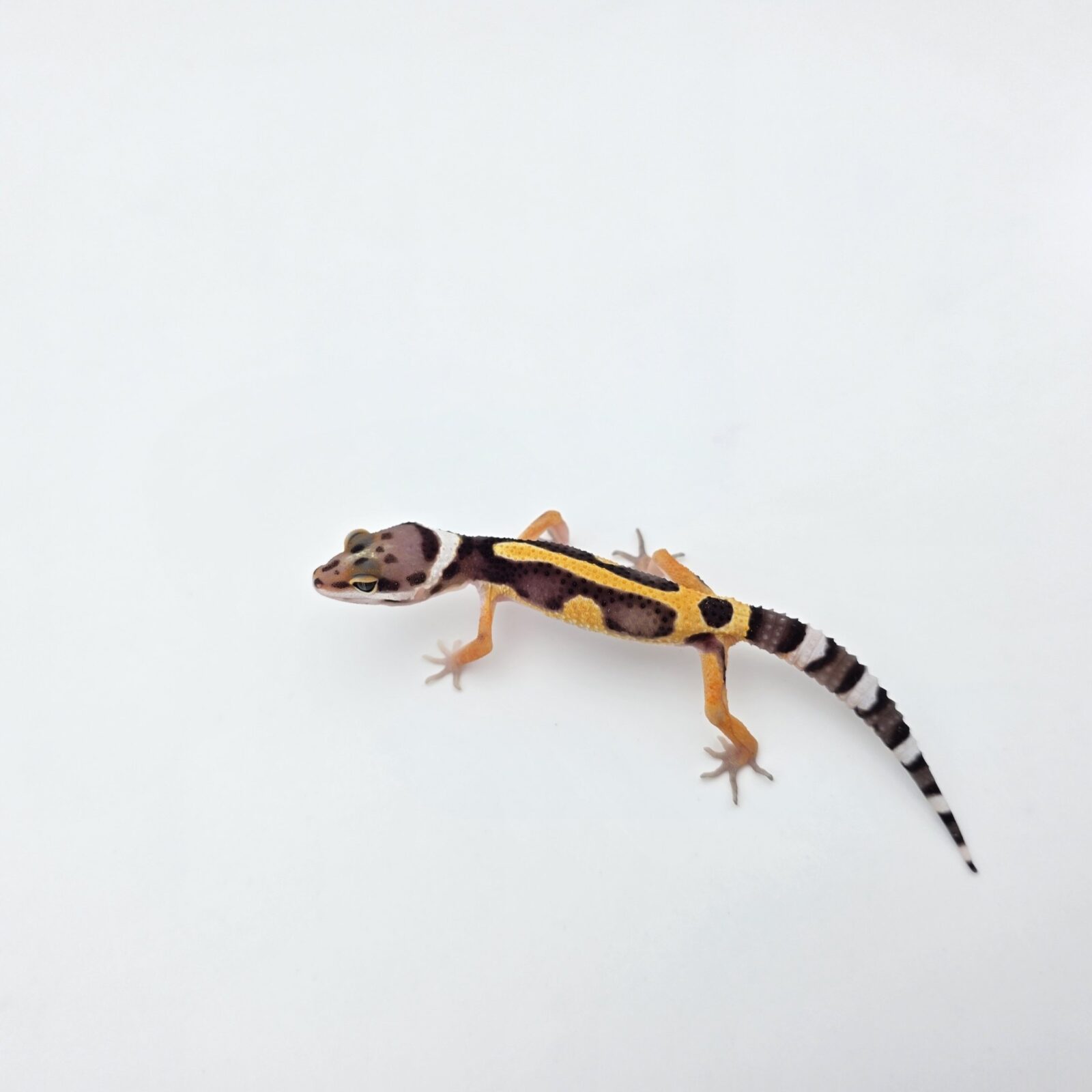 Eublepharis macularius "Bandit bold stripe electric tangerine (poss lavender) 50% het.tremper" Présumé mâle 2026 Nom/référence : JURIVILI