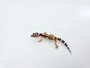 Eublepharis macularius "Bandit bold stripe electric tangerine (poss lavender) 50% het.tremper" Présumé mâle 2026 Nom/référence : JURIVILI