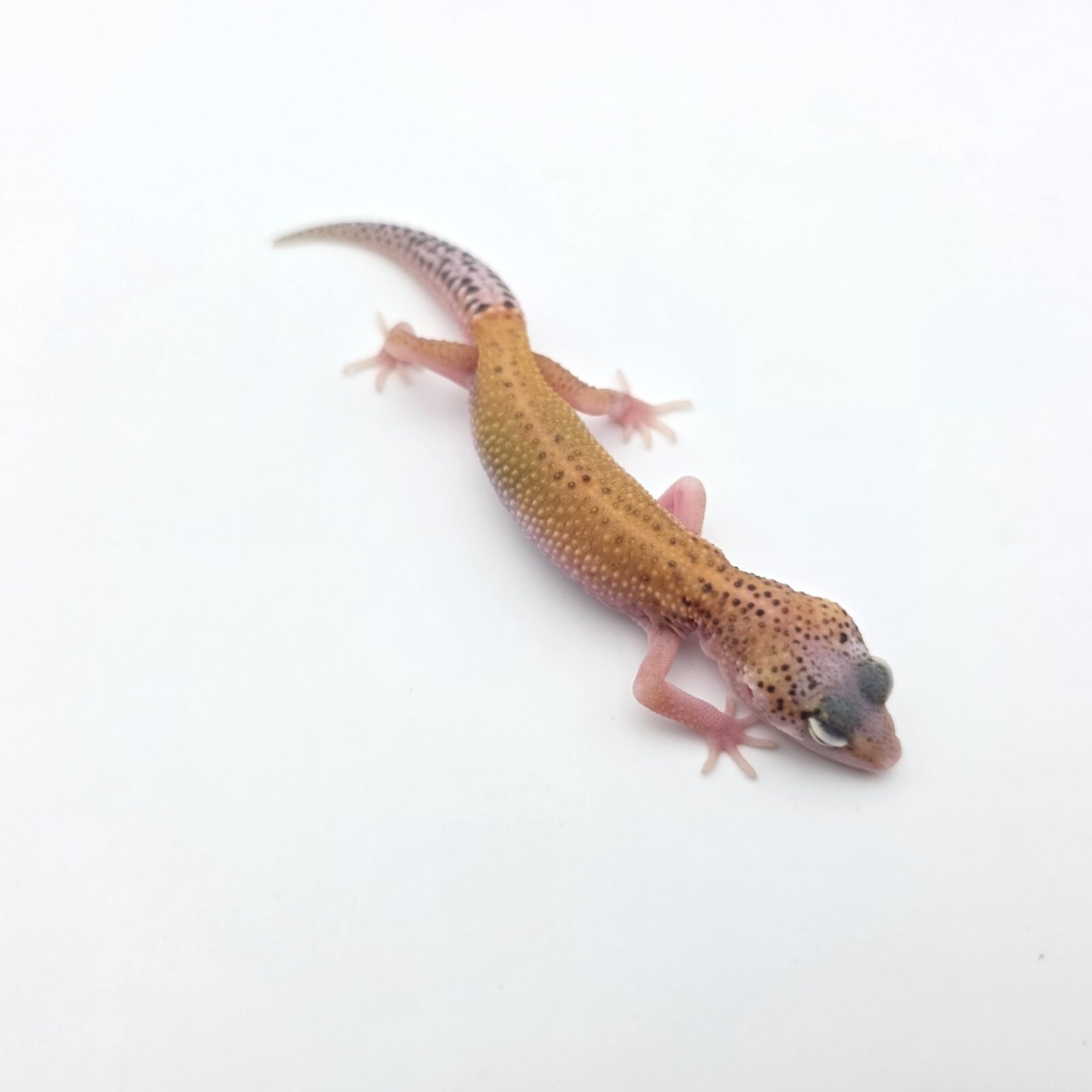 Eublepharis macularius "Eclipse tangerine jungle (poss lavender) 100% het.bell" Présumé femelle 2026 Nom/référence : JUNACI