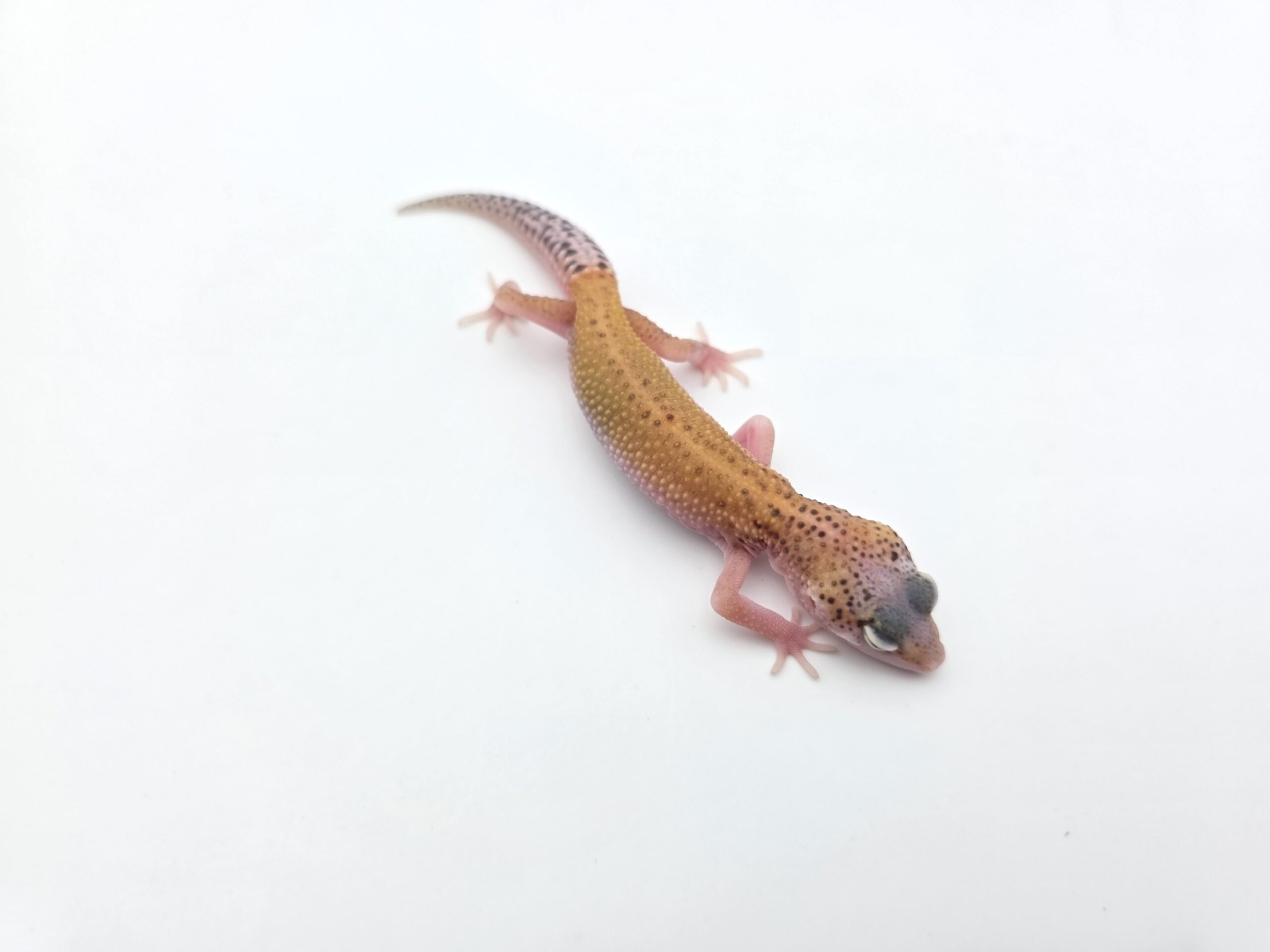 Eublepharis macularius "Eclipse tangerine jungle (poss lavender) 100% het.bell" Présumé femelle 2026 Nom/référence : JUNACI