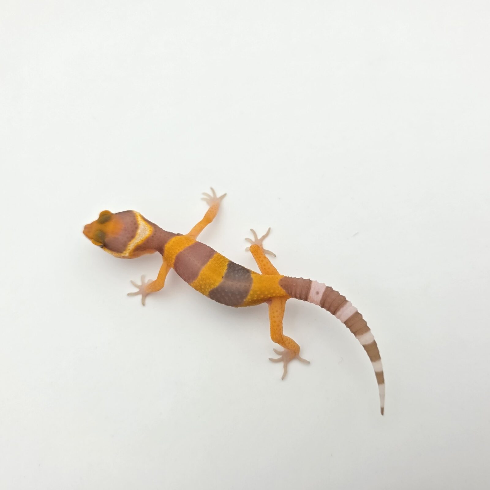 Eublepharis macularius "Bandit electric/mandarin lavender sunglow (bell)" Présumé mâle 2026 Nom/référence : YORI