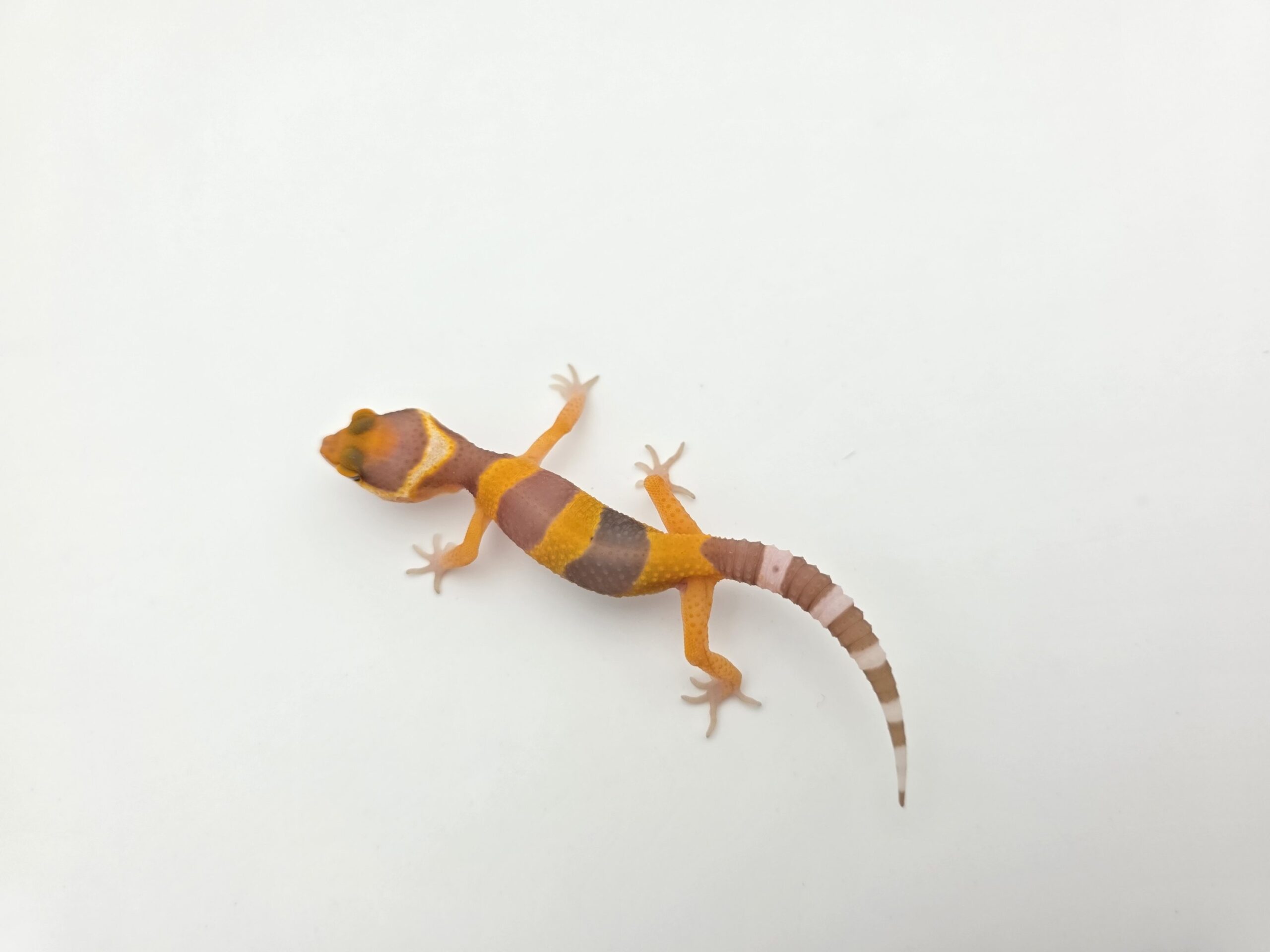 Eublepharis macularius "Bandit electric/mandarin lavender sunglow (bell)" Présumé mâle 2026 Nom/référence : YORI