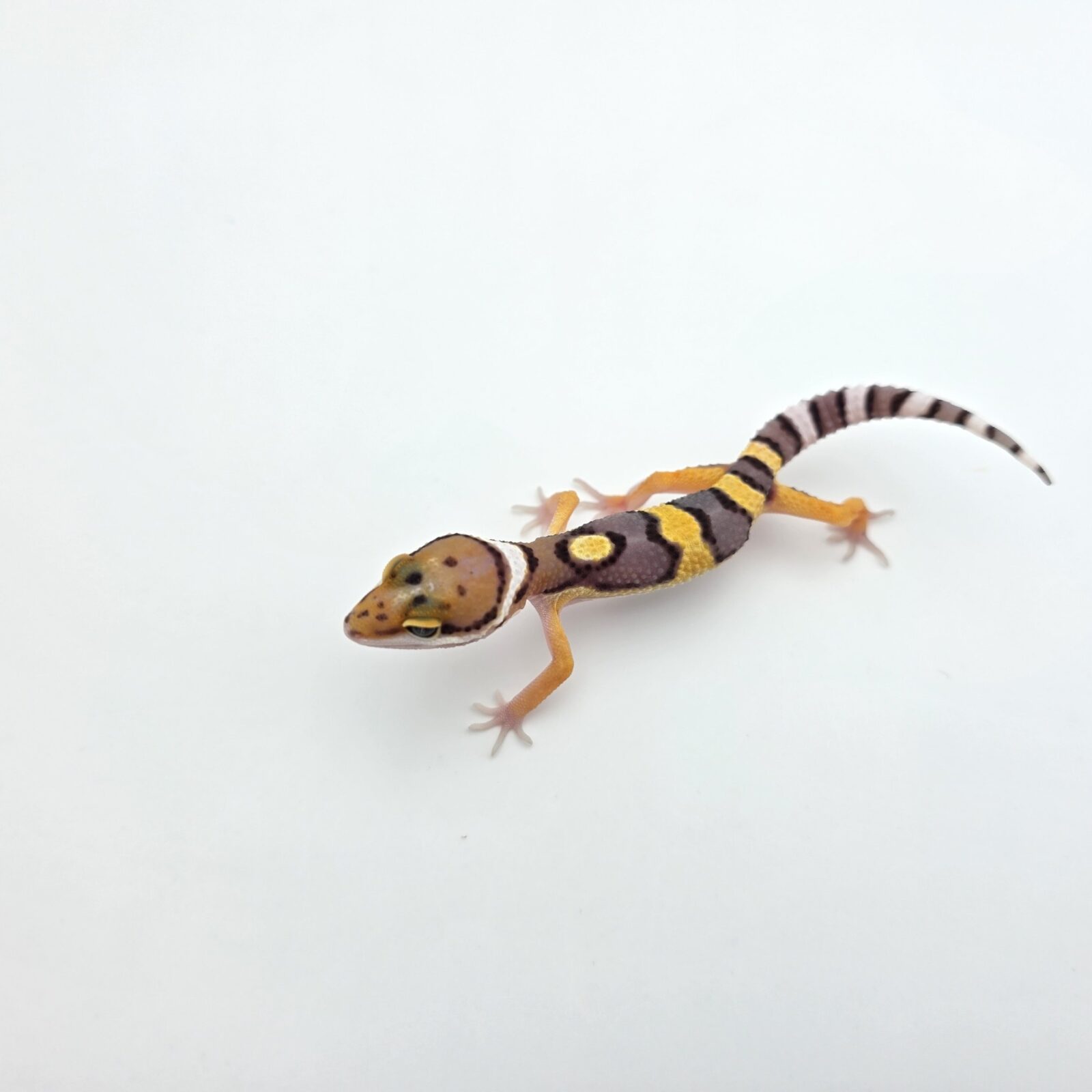 Eublepharis macularius "Bandit jungle electric tangerine (poss lavender halloween) 50% het.bell, eclipse, tremper" Présumé mâle 2026 Nom/référence : WISTITI