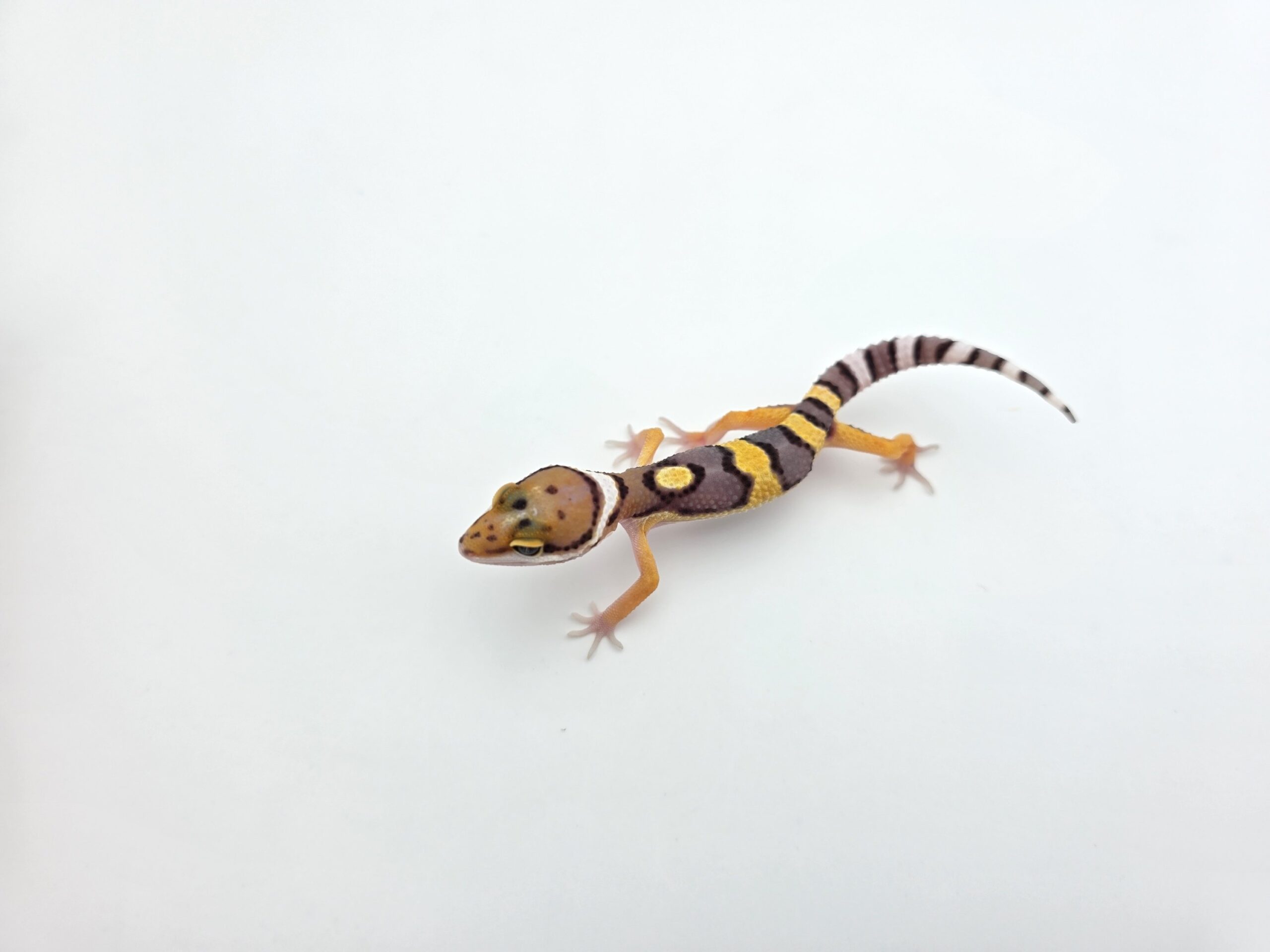 Eublepharis macularius "Bandit jungle electric tangerine (poss lavender halloween) 50% het.bell, eclipse, tremper" Présumé mâle 2026 Nom/référence : WISTITI