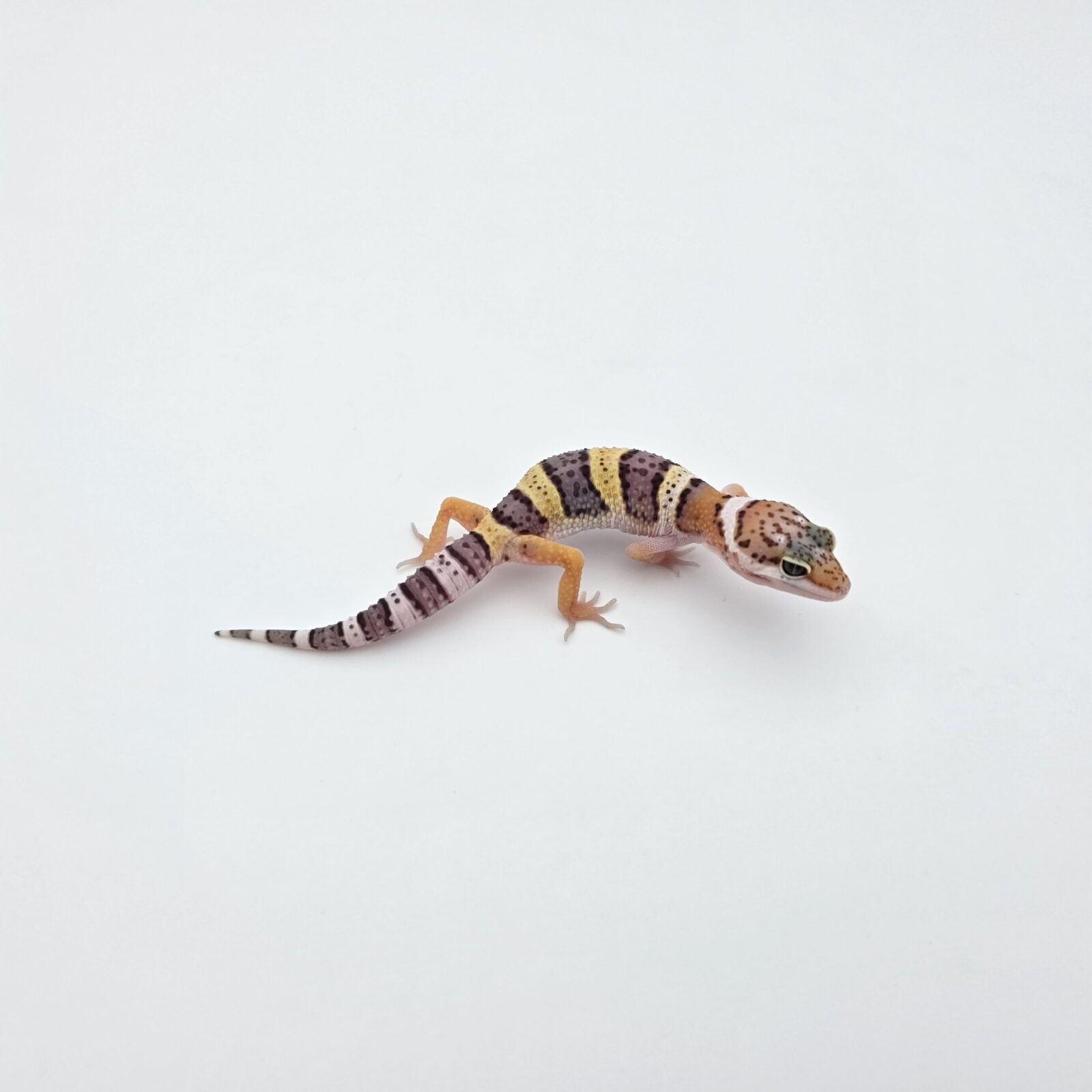 Eublepharis macularius "Mack snow 100% het.blizzard, eclipse, murphy patternless tremper" Présumé mâle 2026 Nom/référence : EUDI
