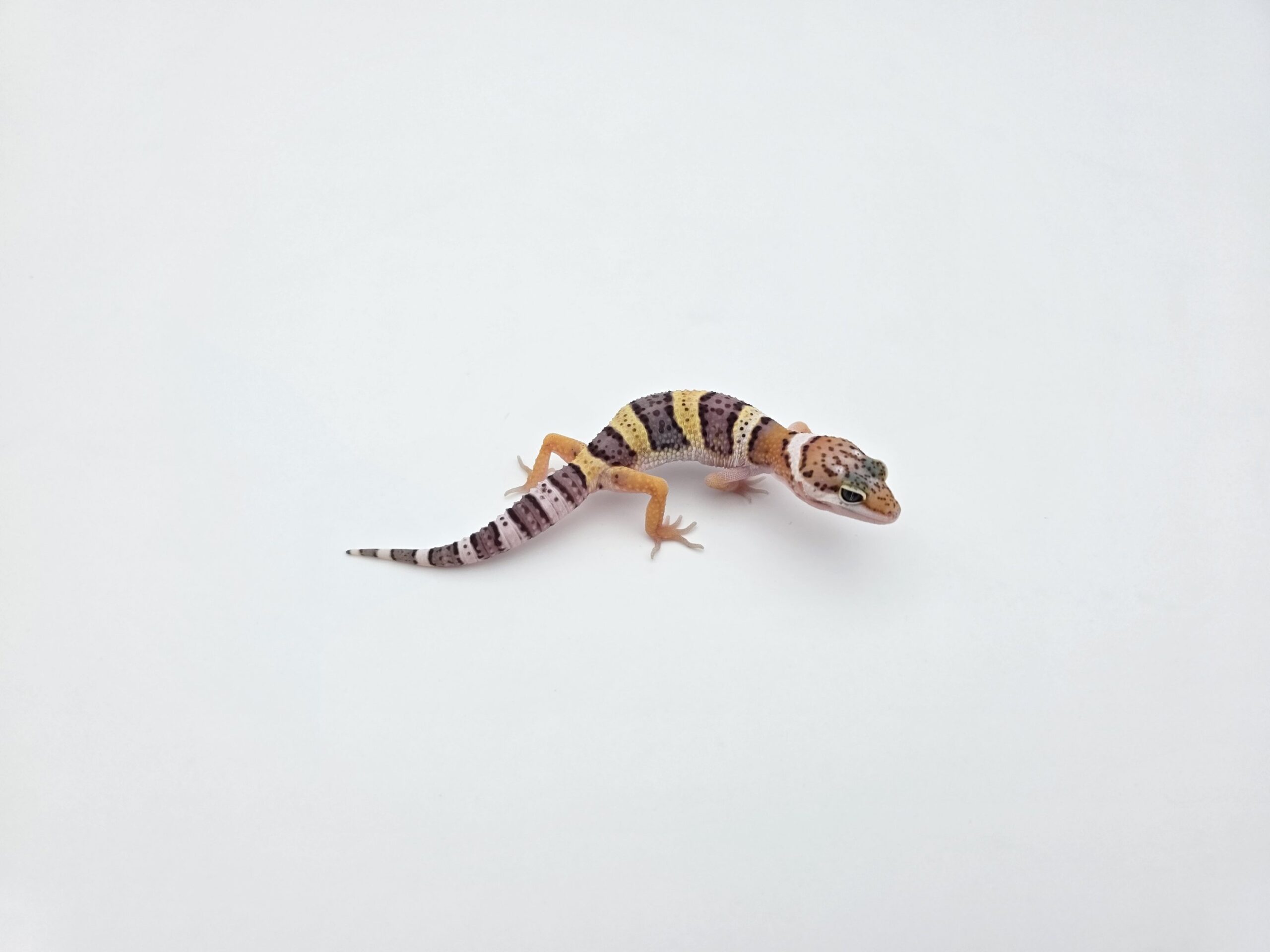 Eublepharis macularius "Mack snow 100% het.blizzard, eclipse, murphy patternless tremper" Présumé mâle 2026 Nom/référence : EUDI