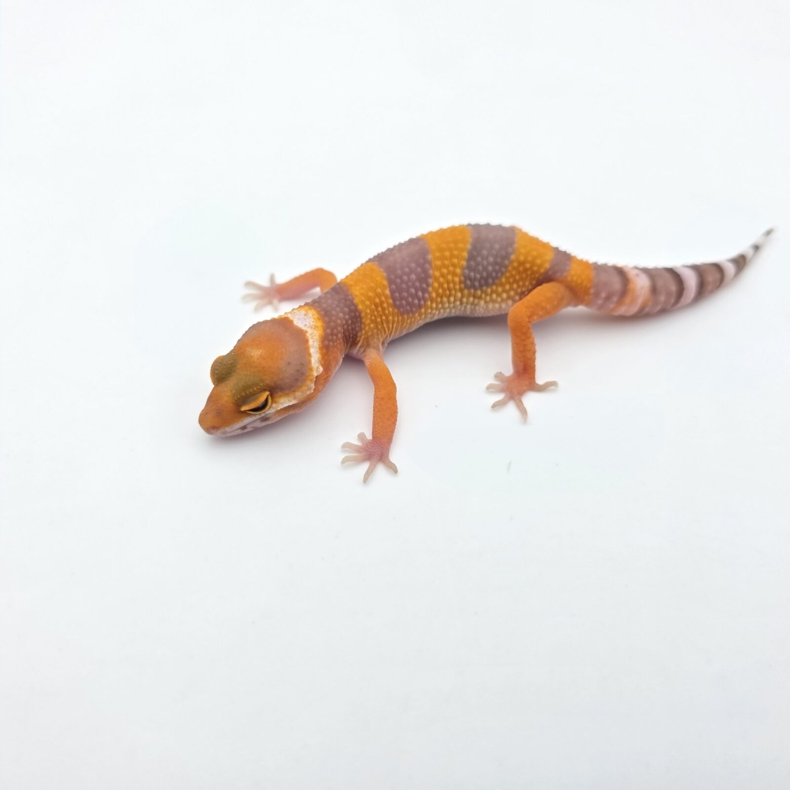 Eublepharis macularius "Bandit cross electric/mandarin sunglow (bell) (poss lavender)" Présumé mâle 2026 Nom/référence : JUKAMI