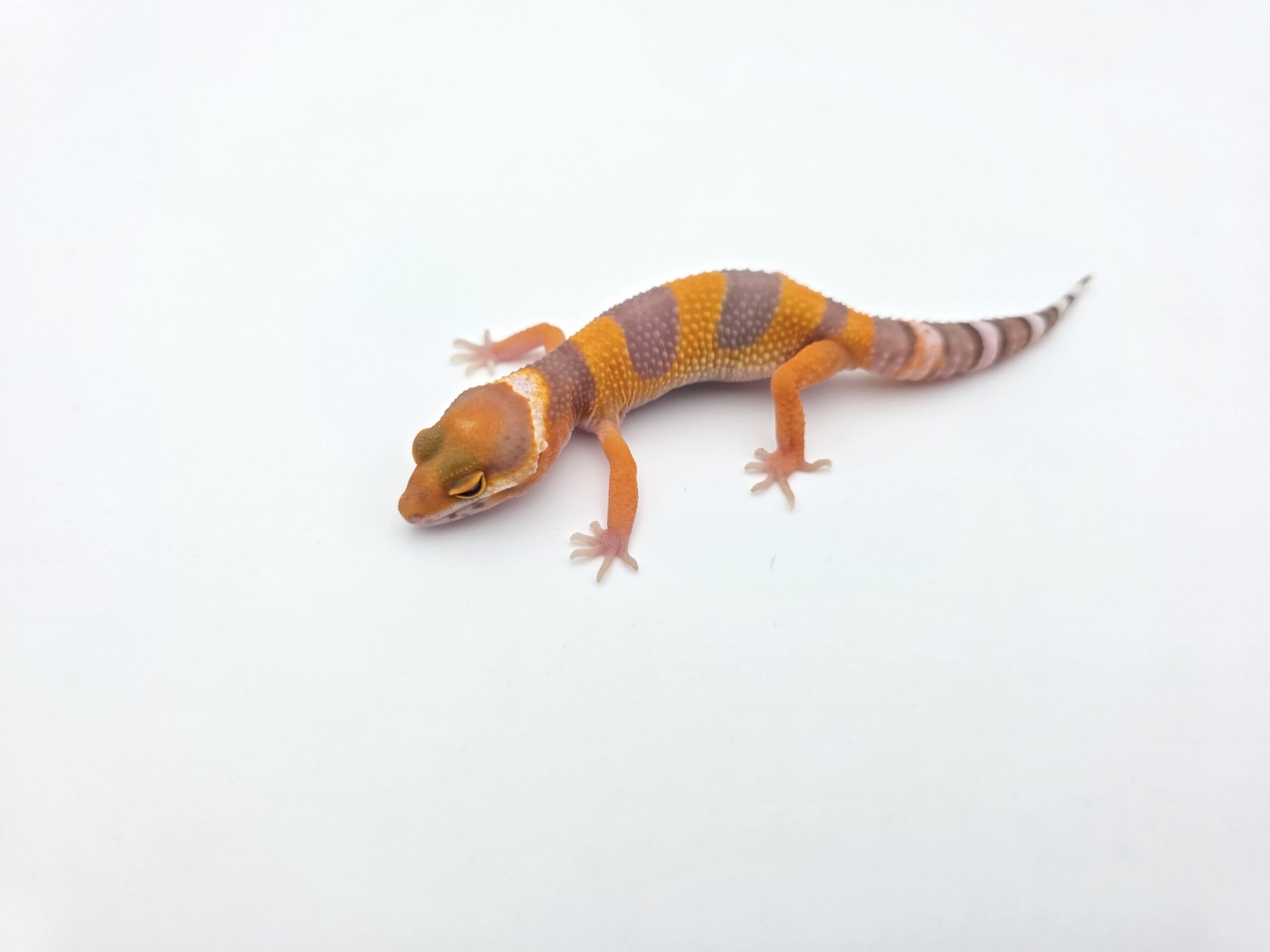 Eublepharis macularius "Bandit cross electric/mandarin sunglow (bell) (poss lavender)" Présumé mâle 2026 Nom/référence : JUKAMI