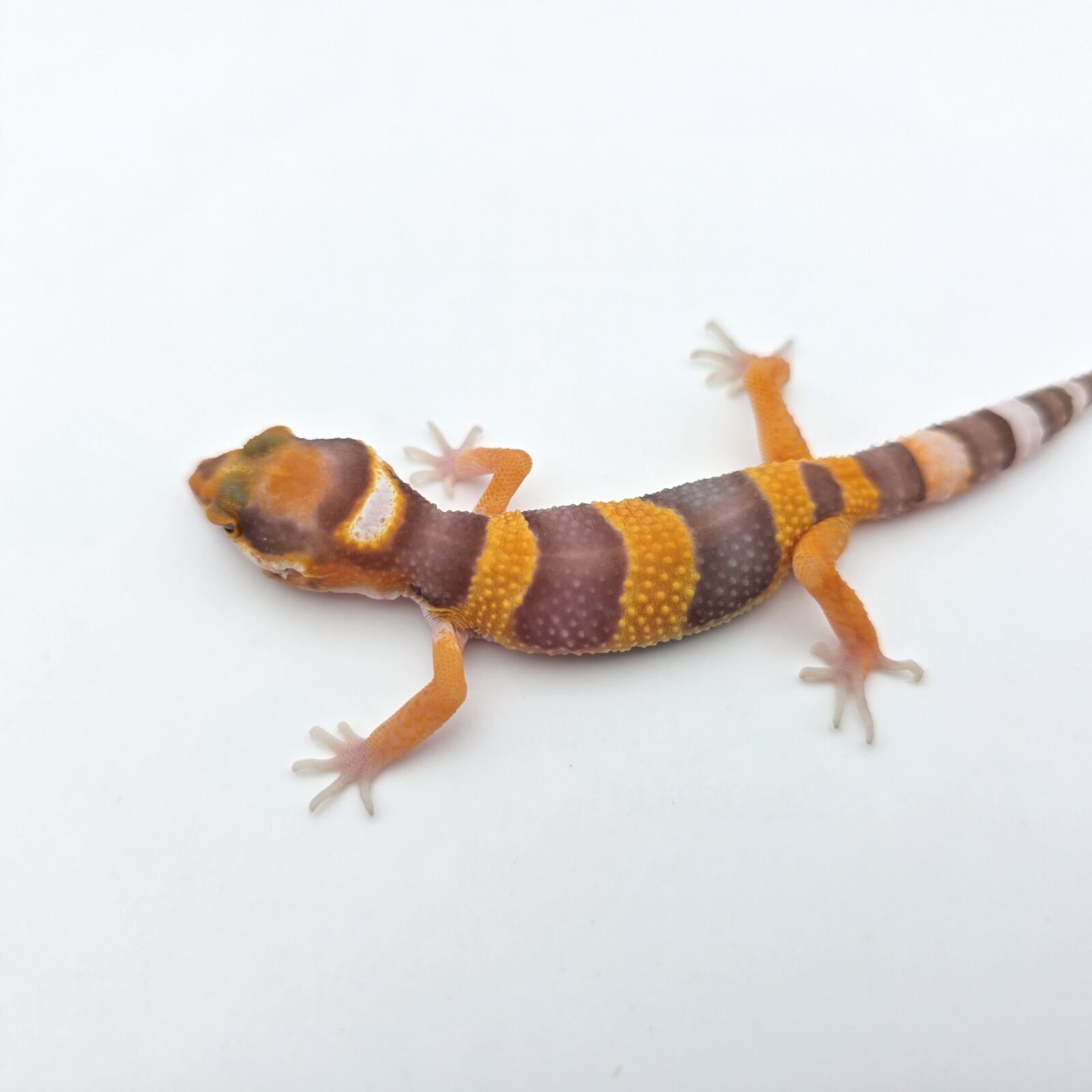 Eublepharis macularius "Bandit mandarin lavender sunglow (bell)" Présumé femelle 2026 Nom/référence : JURIANITI