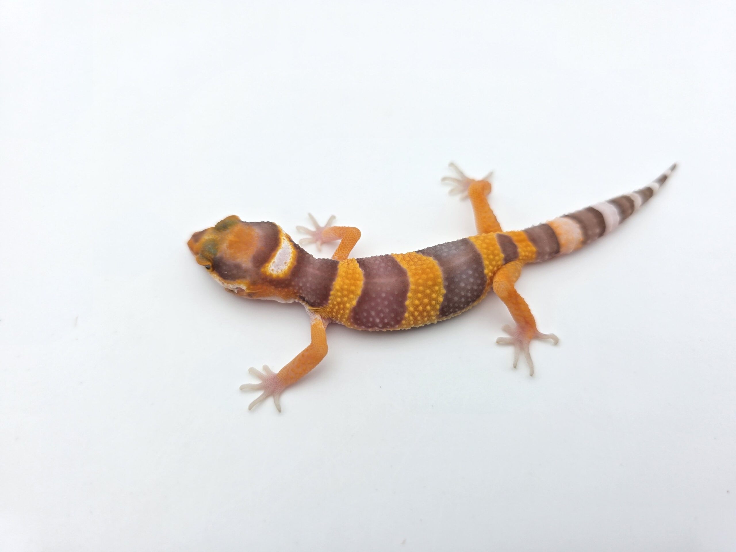 Eublepharis macularius "Bandit mandarin lavender sunglow (bell)" Présumé femelle 2026 Nom/référence : JURIANITI