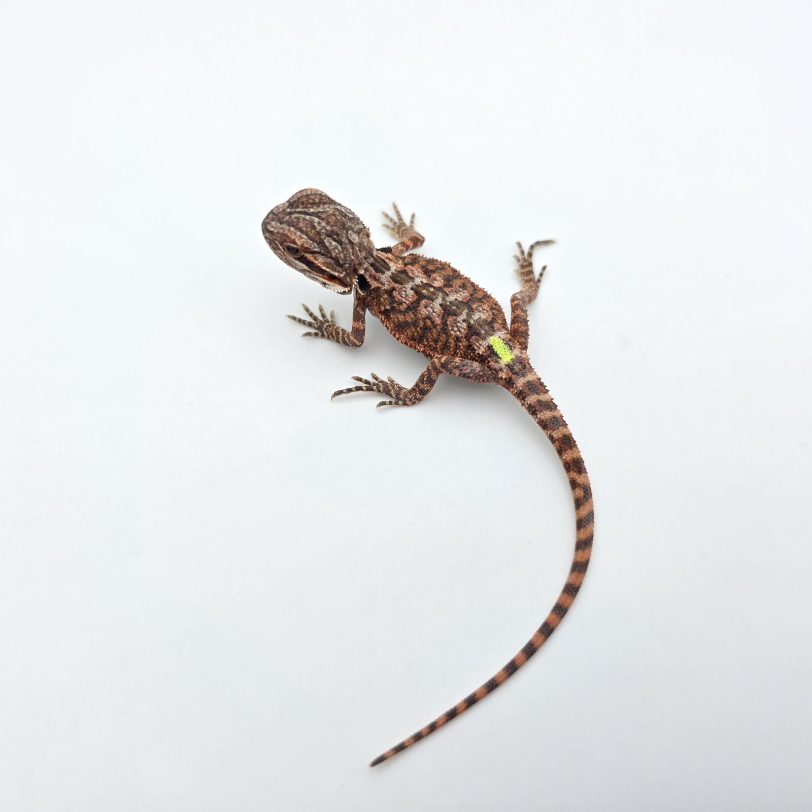 Pogona vitticeps "Red monster 50% het.hypo trans" insexé 2026 Nom/référence : APPY