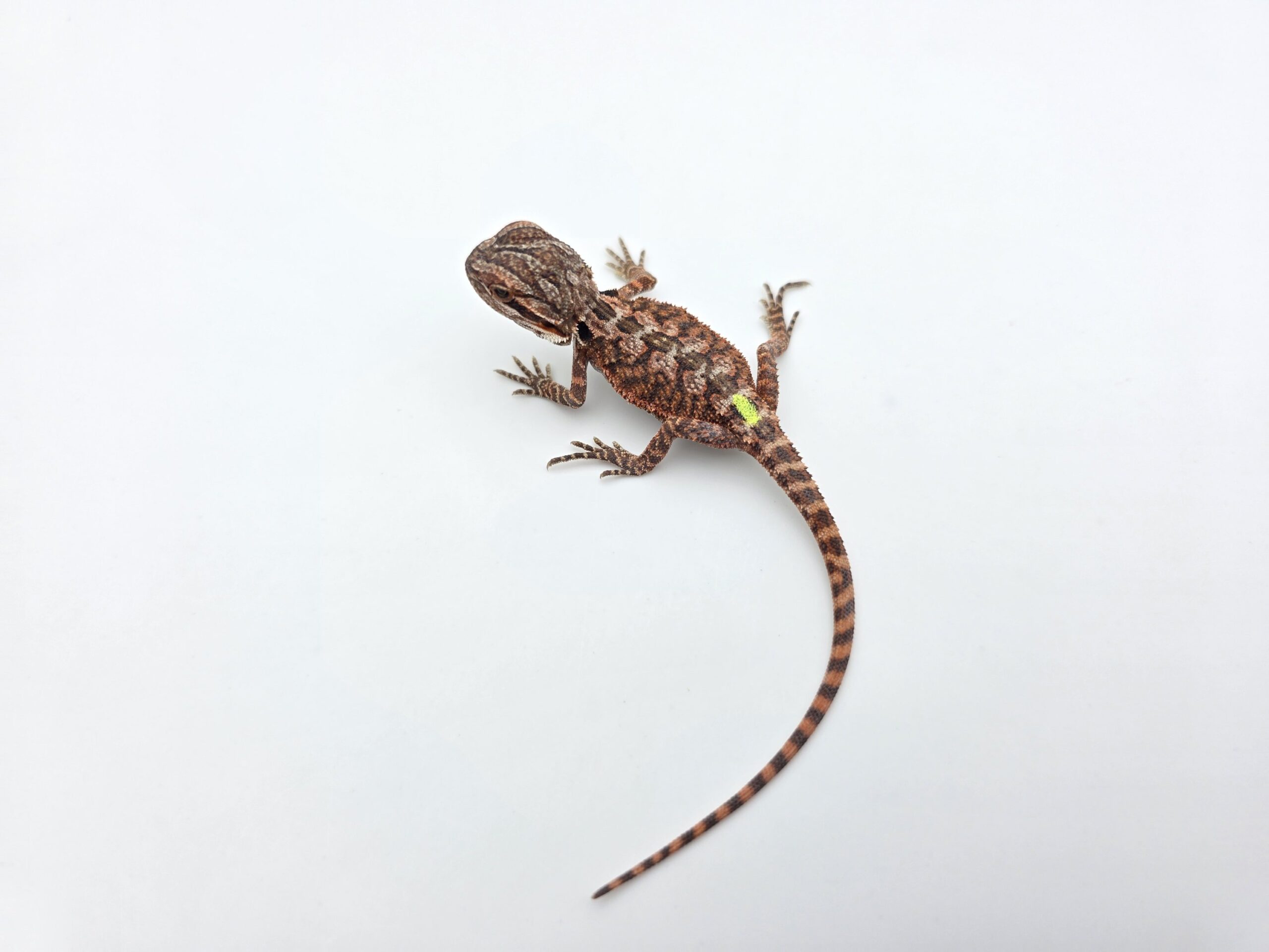 Pogona vitticeps "Red monster 50% het.hypo trans" insexé 2026 Nom/référence : APPY