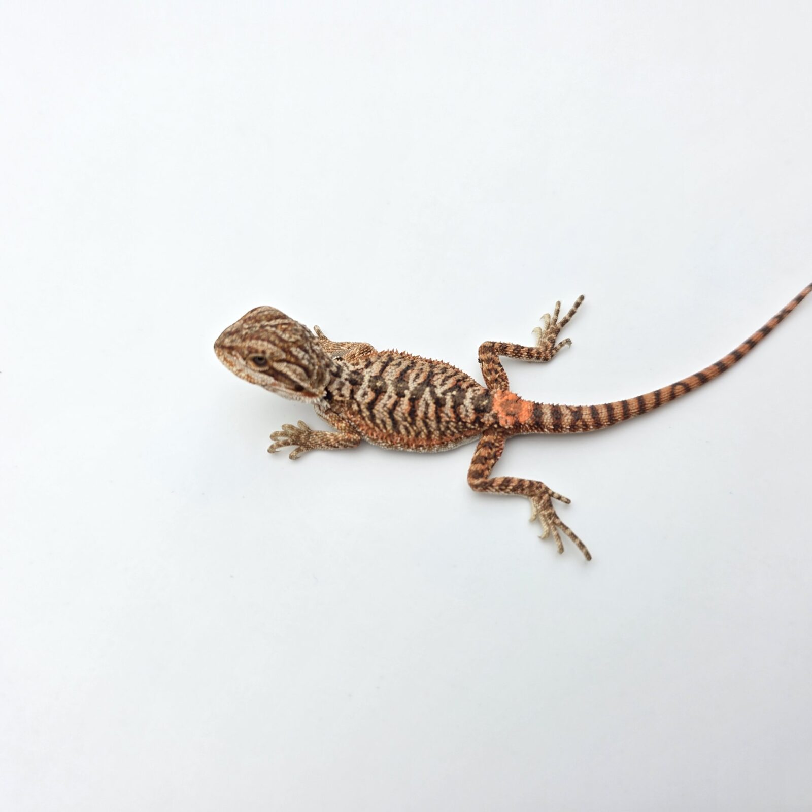 Pogona vitticeps "Red monster 50% het.hypo trans" insexé 2026 Nom/référence : FRIMI