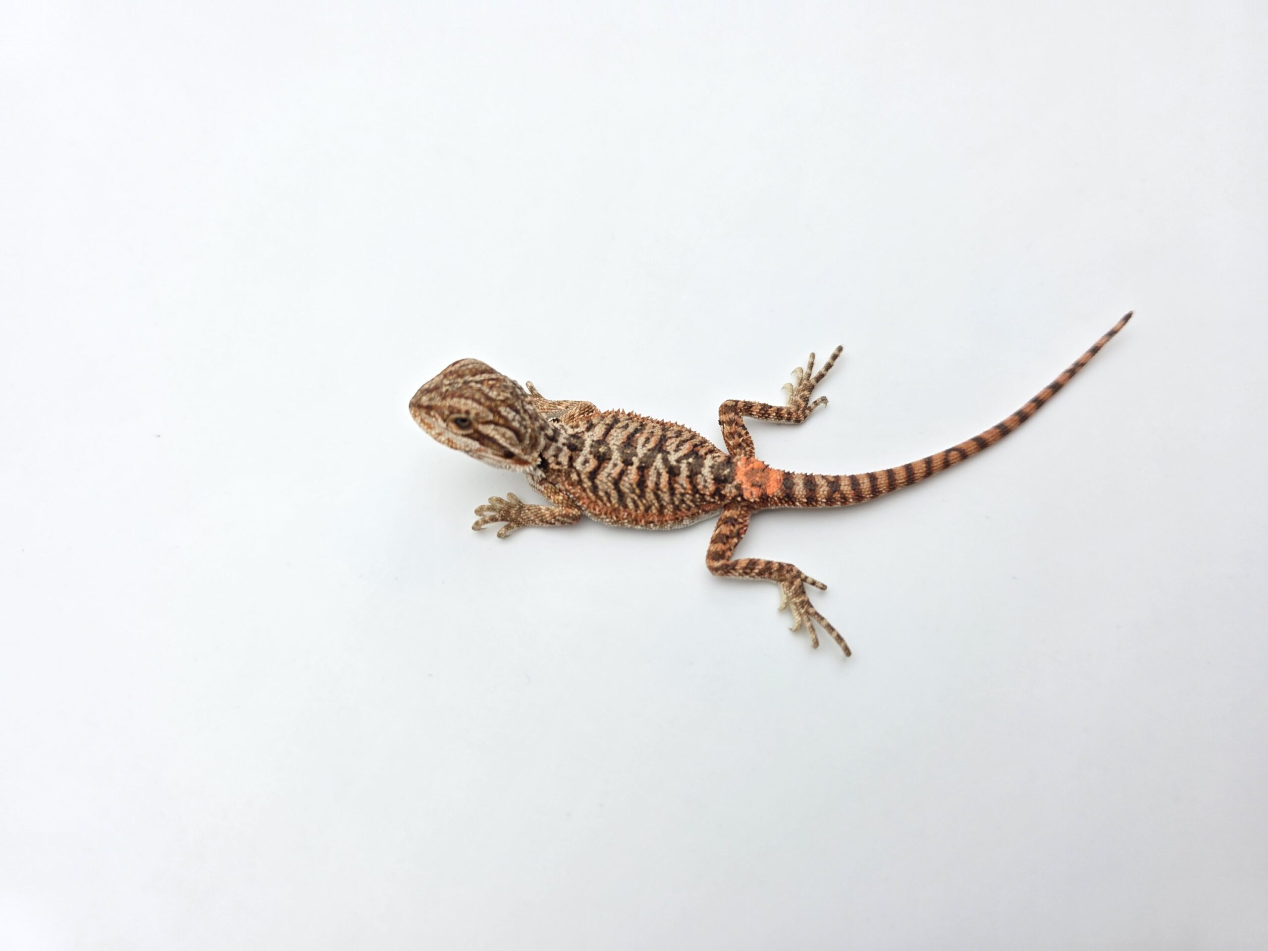 Pogona vitticeps "Red monster 50% het.hypo trans" insexé 2026 Nom/référence : FRIMI