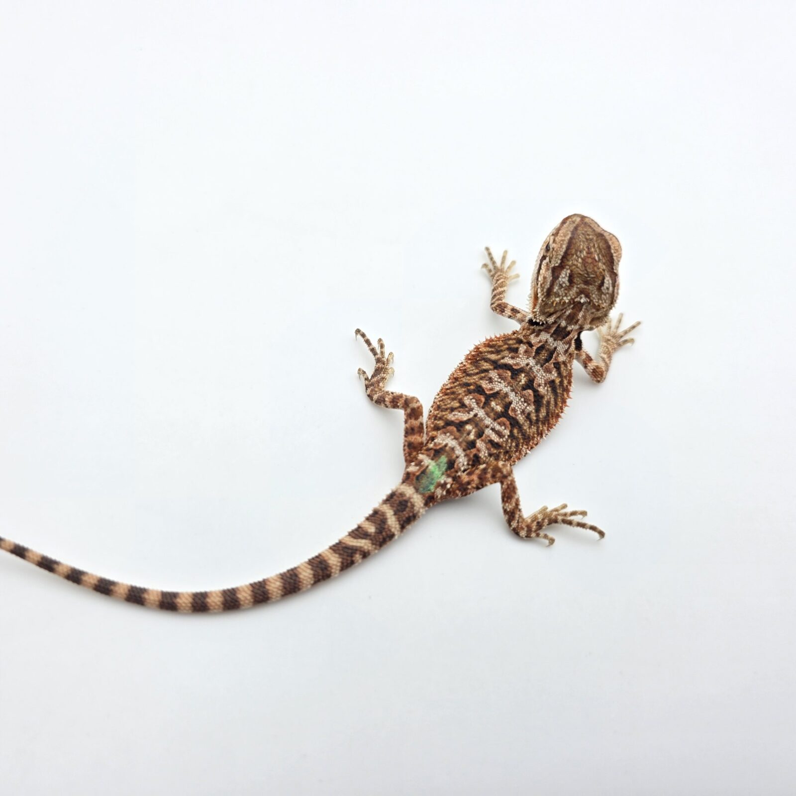Pogona vitticeps "Red monster 50% het.hypo trans" insexé 2026 Nom/référence : BILLI