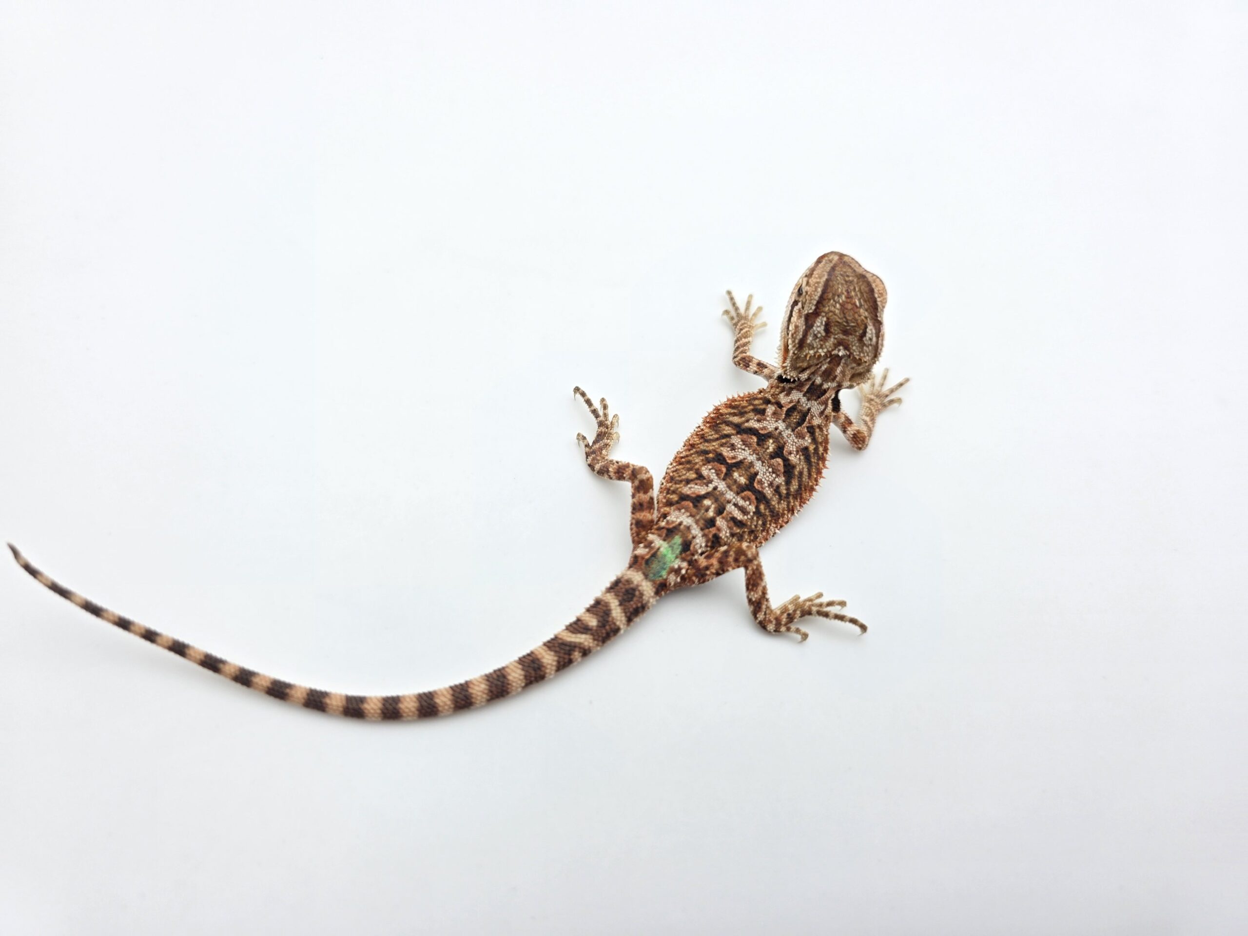 Pogona vitticeps "Red monster 50% het.hypo trans" insexé 2026 Nom/référence : BILLI