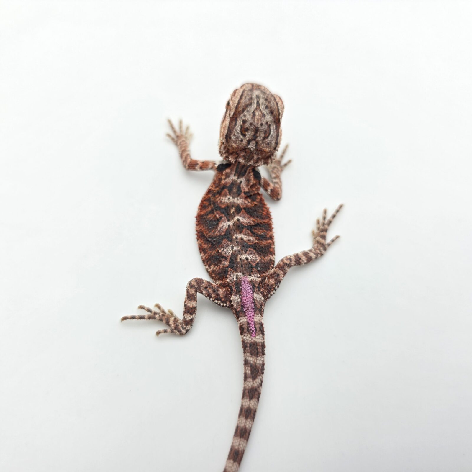 Pogona vitticeps "Hypo extrême red orange blue tiger" insexé 2026 Nom/référence : MIALIS
