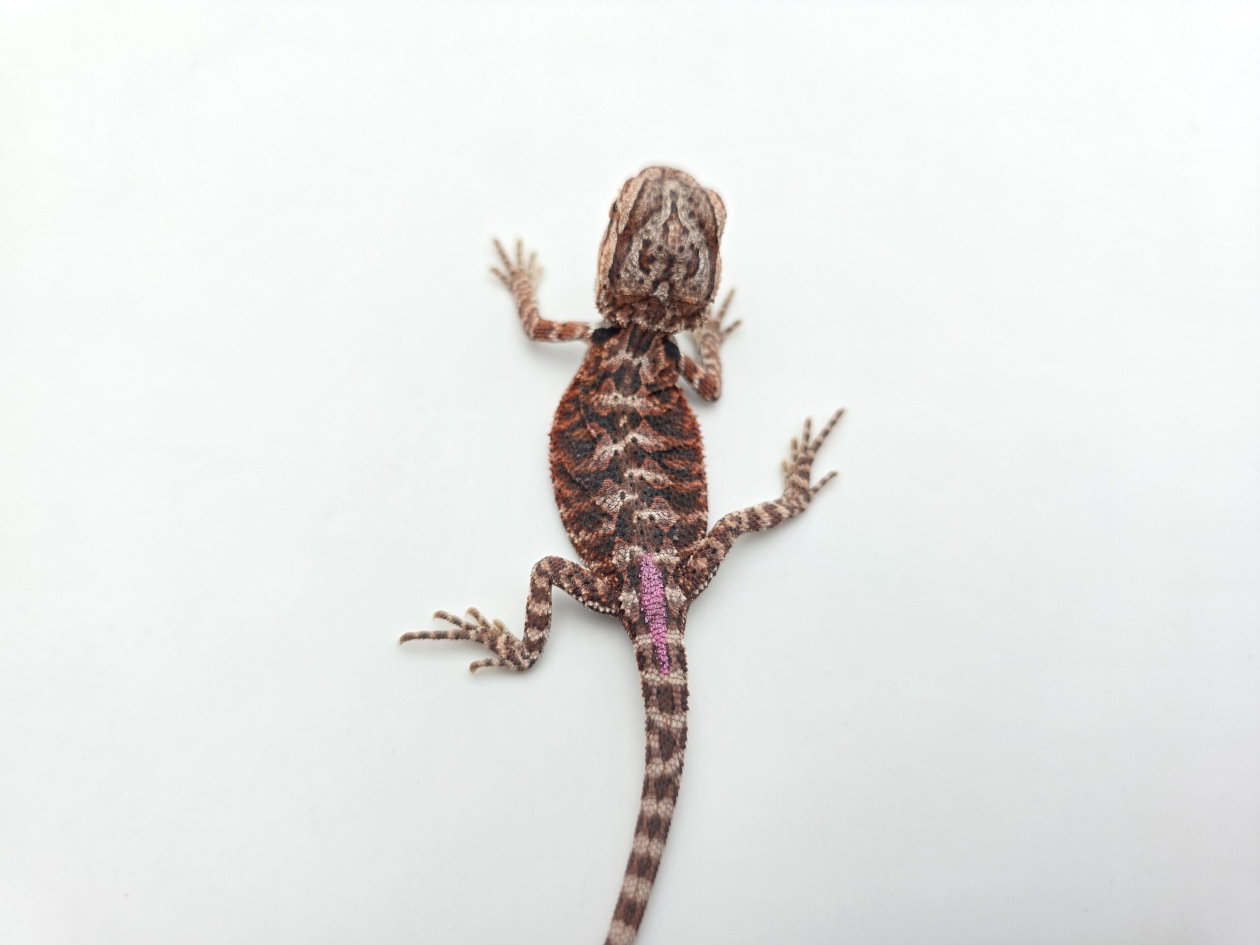 Pogona vitticeps "Hypo extrême red orange blue tiger" insexé 2026 Nom/référence : MIALIS