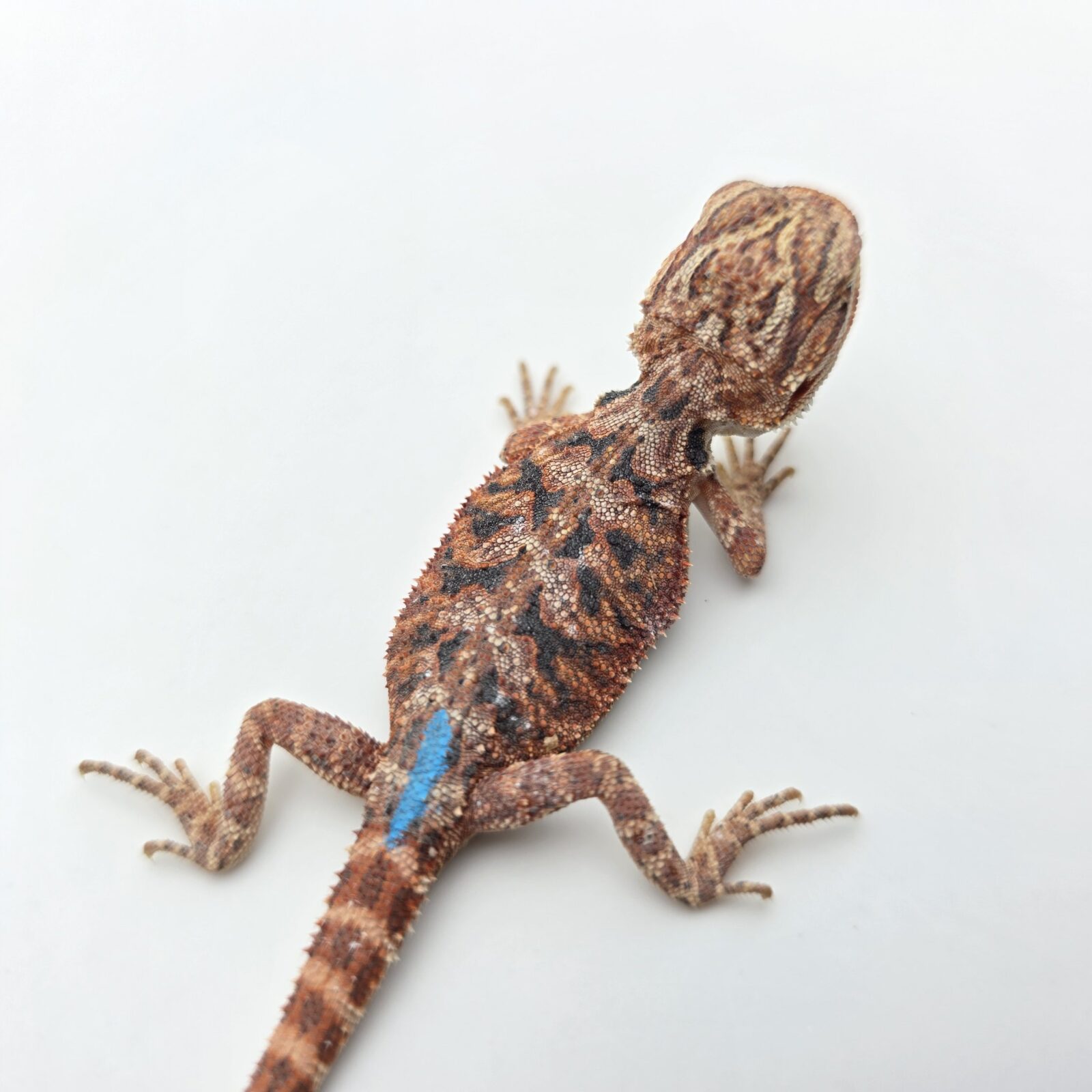 Pogona vitticeps "Hypo extrême red orange blue tiger" insexé 2026 Nom/référence : SYNYL
