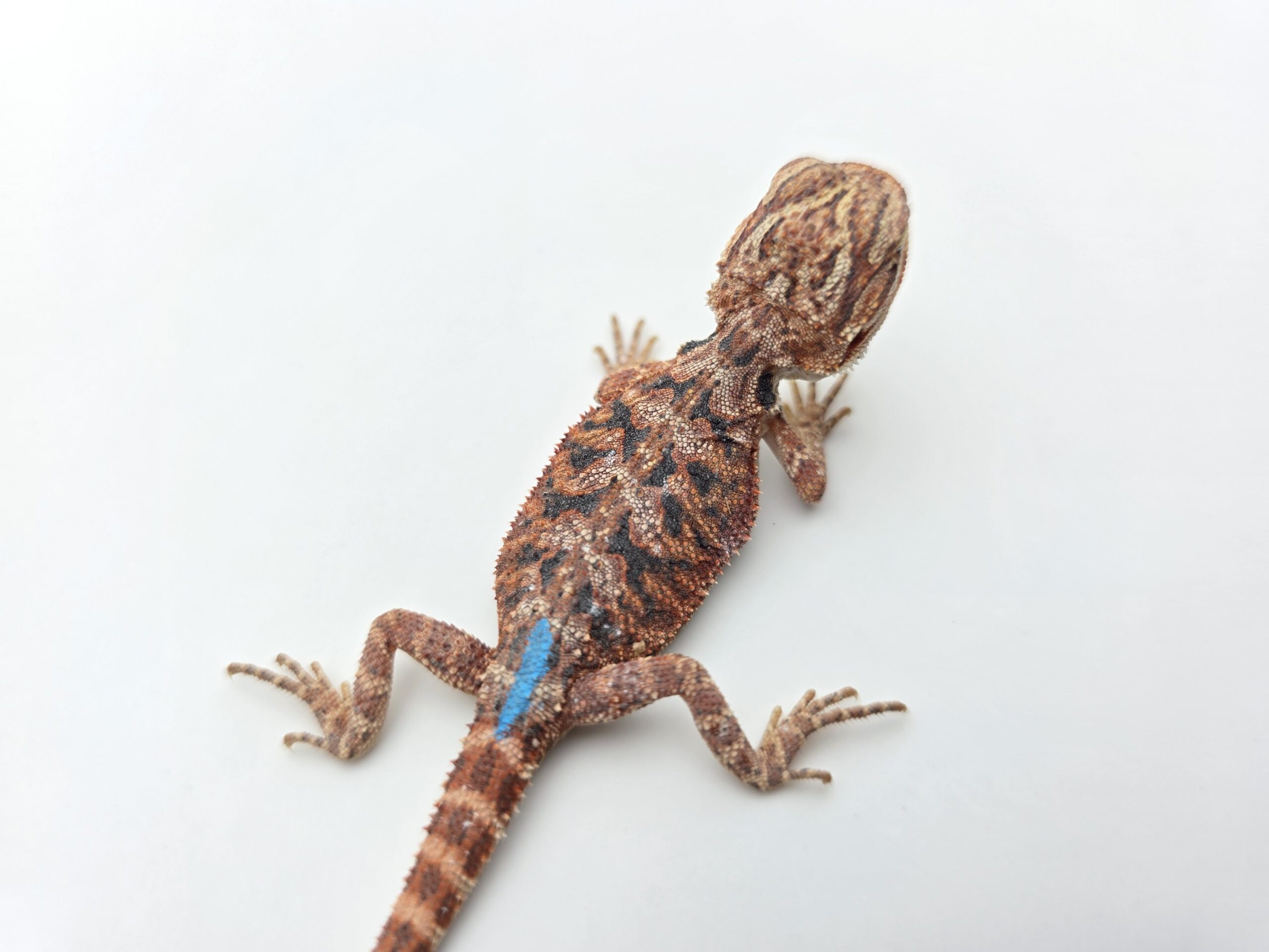 Pogona vitticeps "Hypo extrême red orange blue tiger" insexé 2026 Nom/référence : SYNYL