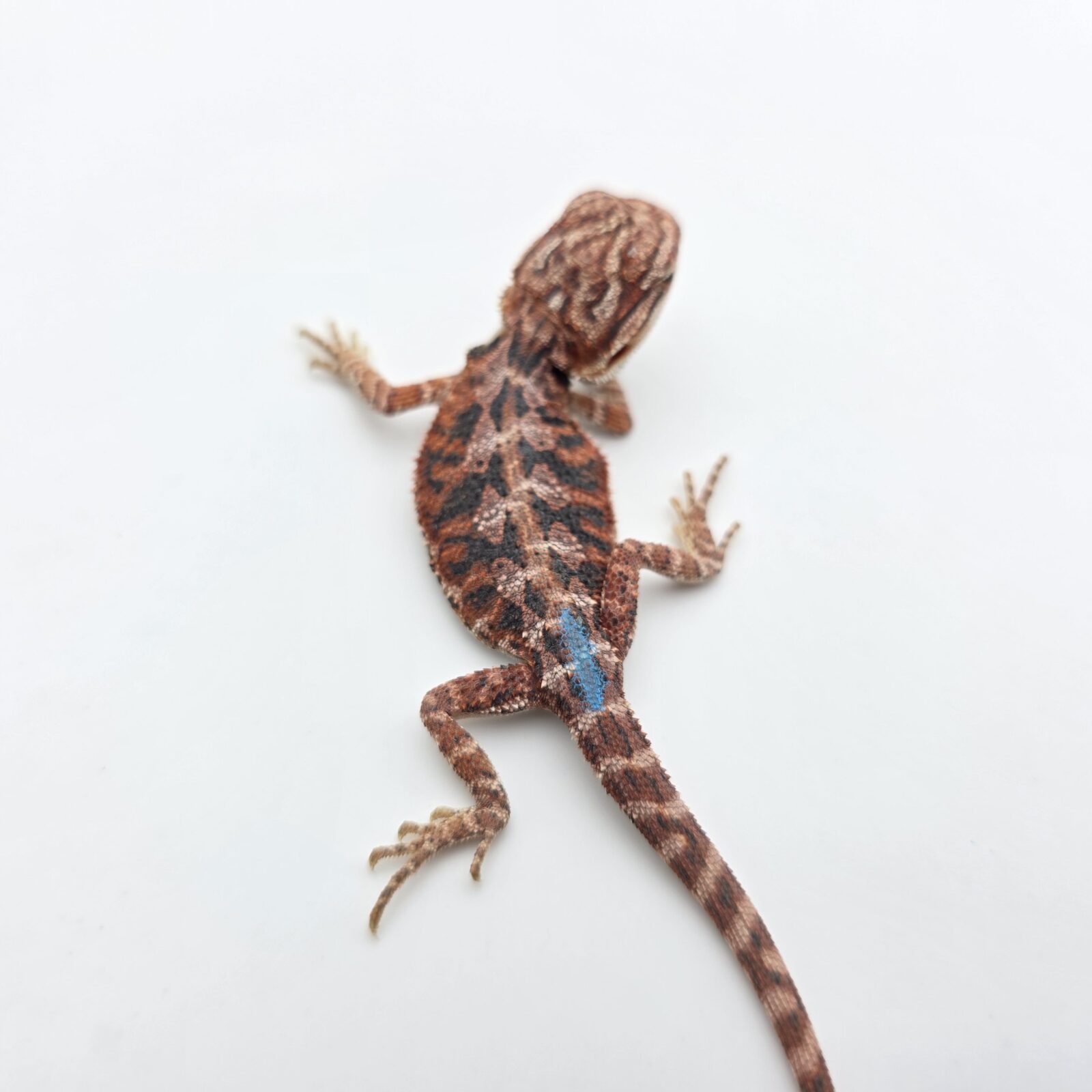 Pogona vitticeps "Hypo extrême red orange blue tiger" insexé 2026 Nom/référence : ZIRIF