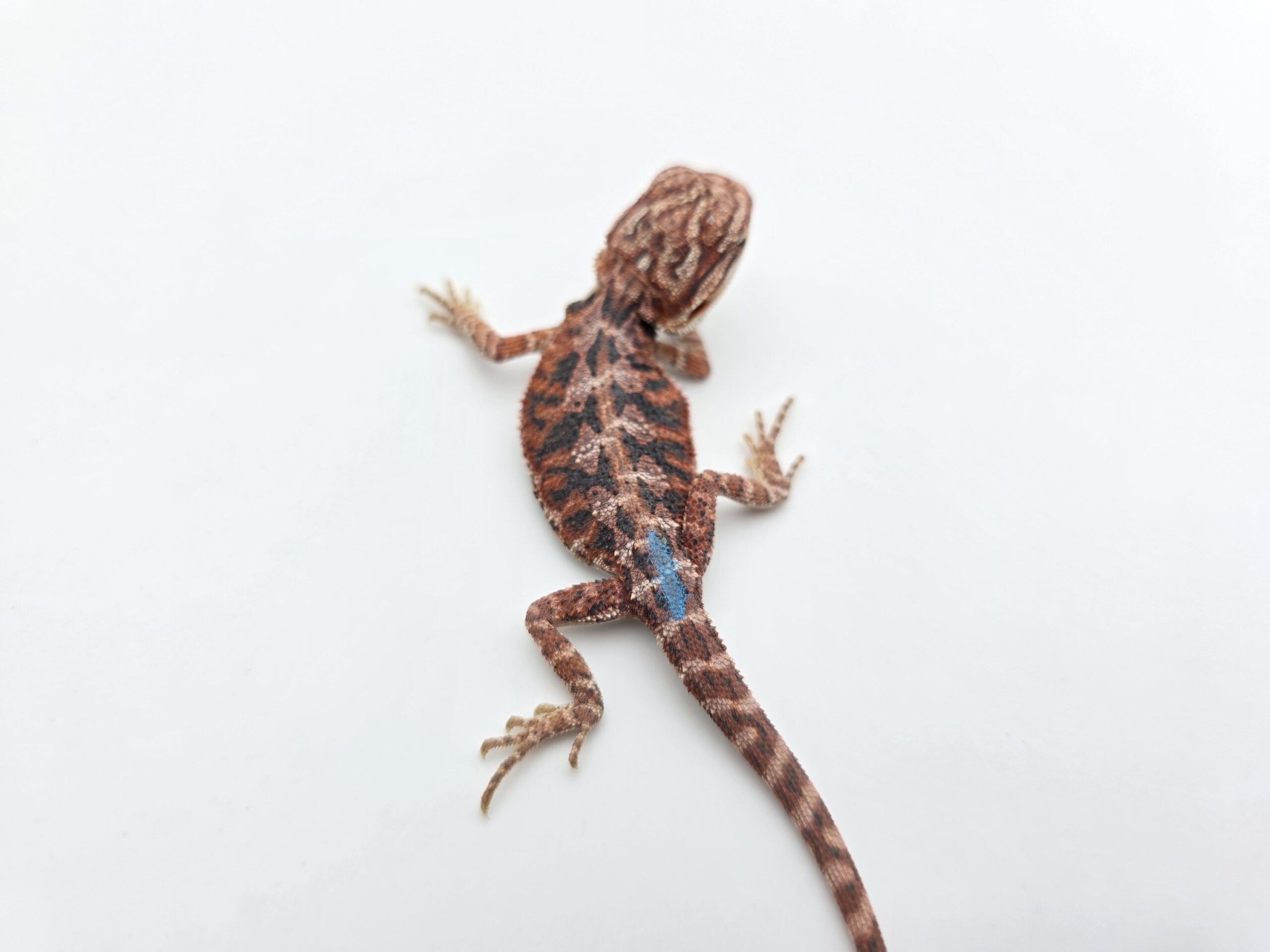 Pogona vitticeps "Hypo extrême red orange blue tiger" insexé 2026 Nom/référence : ZIRIF