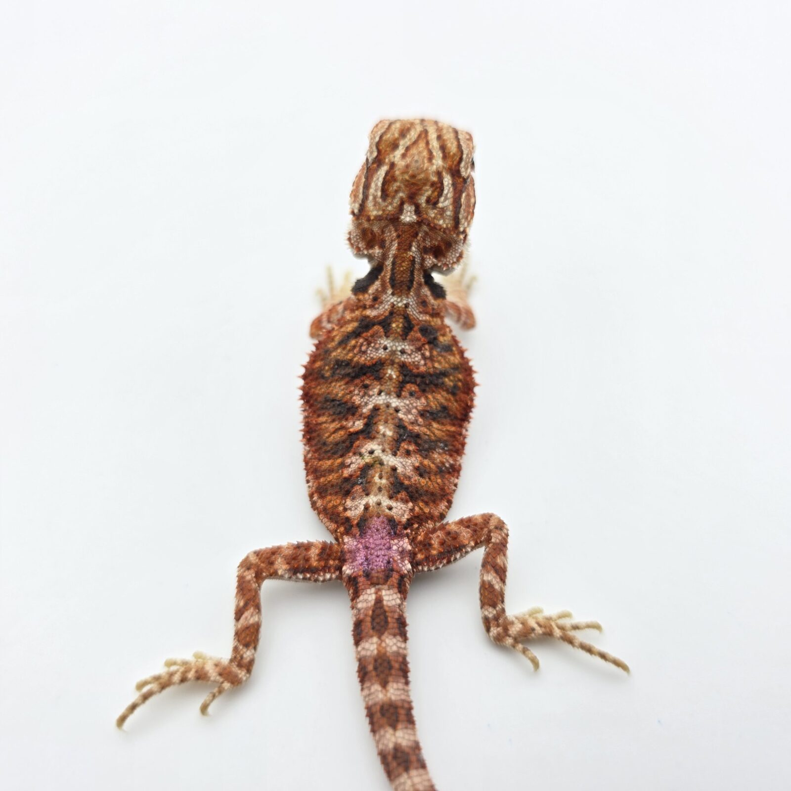 Pogona vitticeps "Hypo extrême red orange blue tiger" insexé 2026 Nom/référence : RYDIC