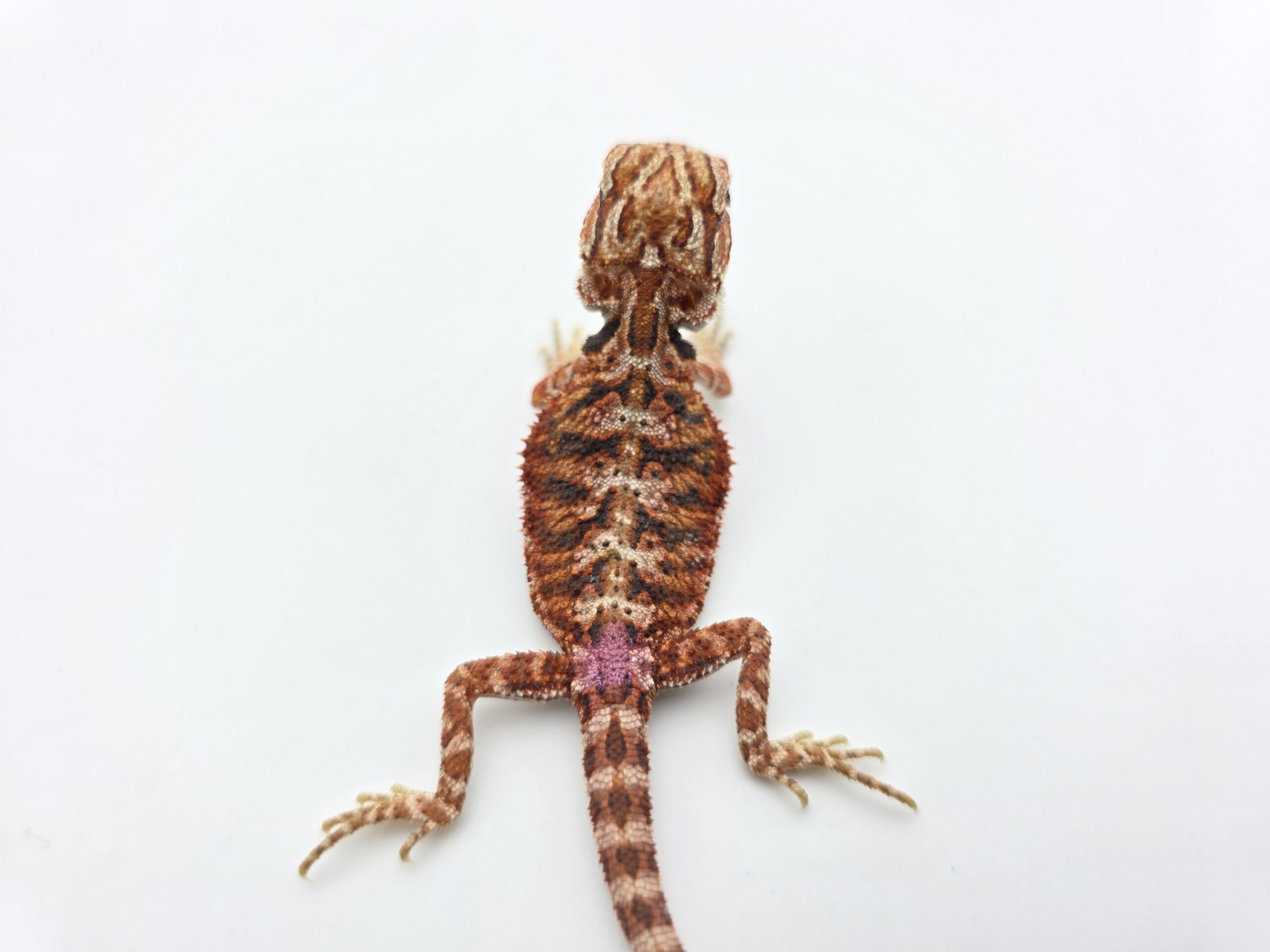 Pogona vitticeps "Hypo extrême red orange blue tiger" insexé 2026 Nom/référence : RYDIC