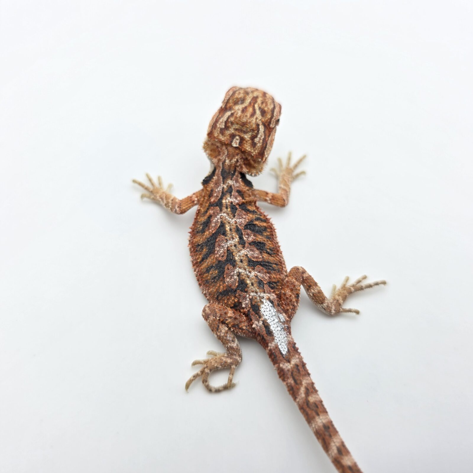 Pogona vitticeps "Hypo extrême red orange blue tiger" insexé 2026 Nom/référence : TIRAF