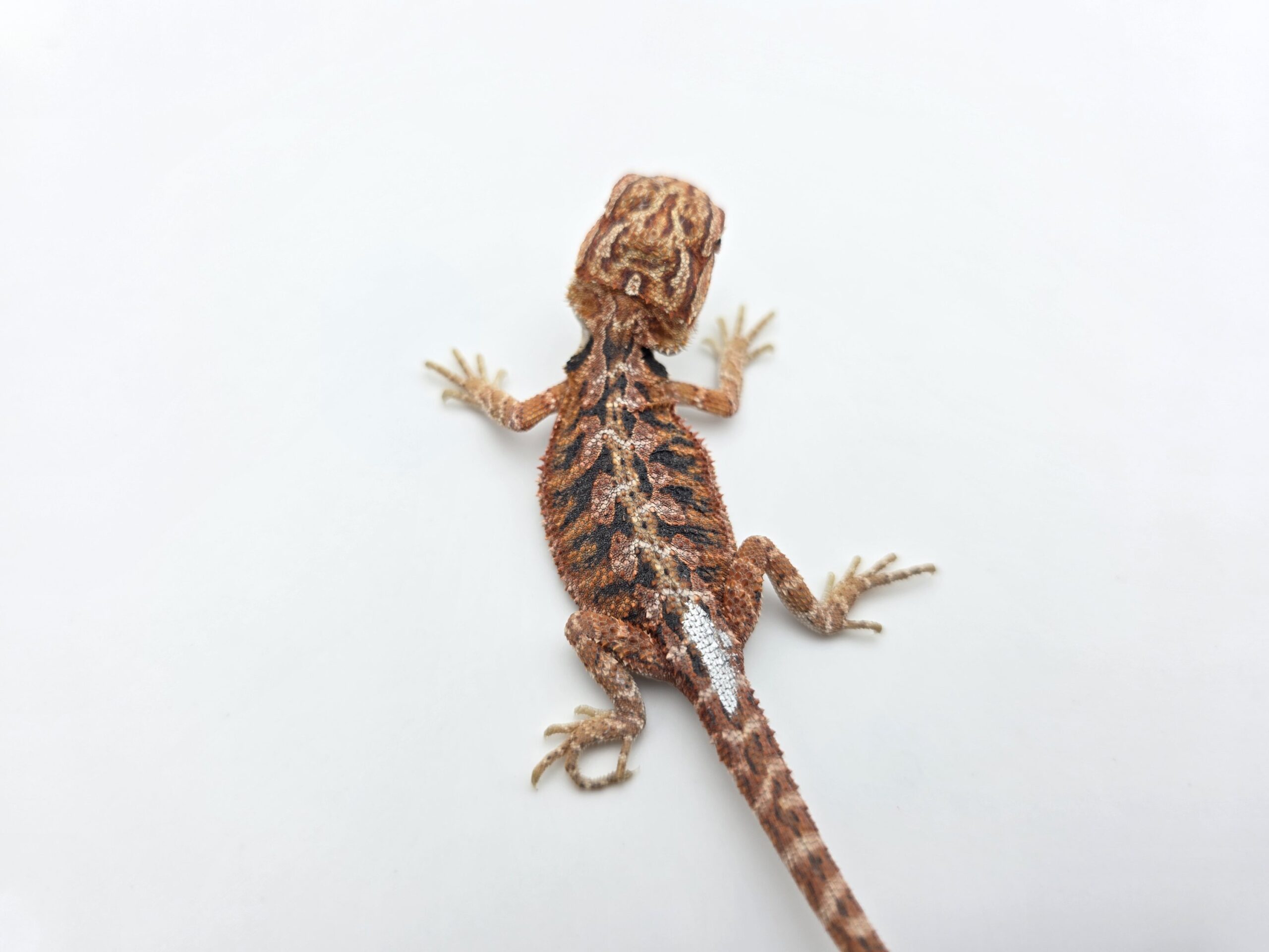 Pogona vitticeps "Hypo extrême red orange blue tiger" insexé 2026 Nom/référence : TIRAF