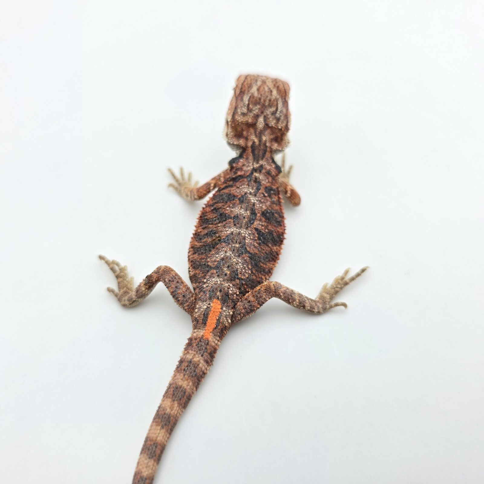 Pogona vitticeps "Hypo extrême red orange blue tiger" insexé 2026 Nom/référence : TRANYL