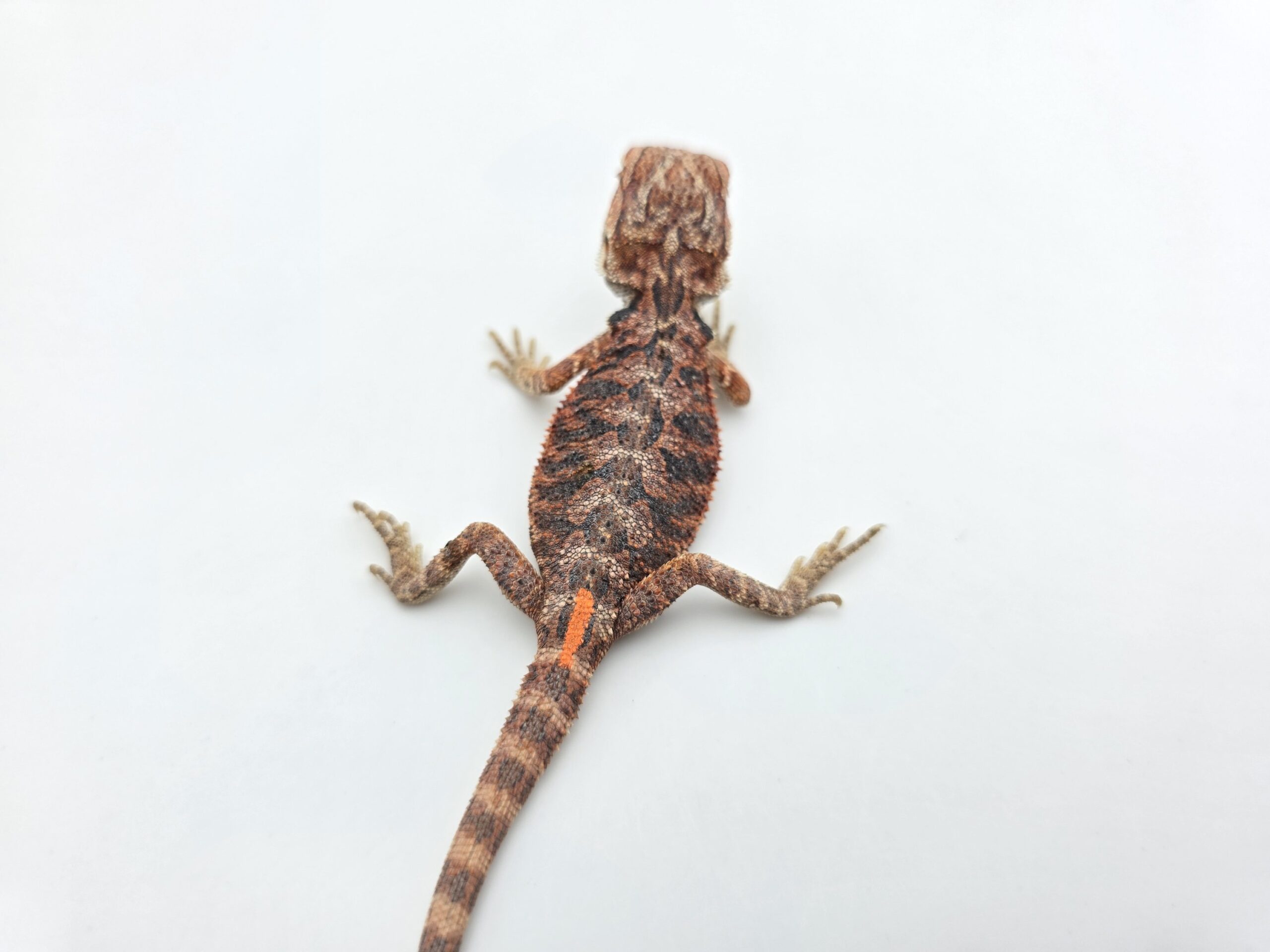 Pogona vitticeps "Hypo extrême red orange blue tiger" insexé 2026 Nom/référence : TRANYL