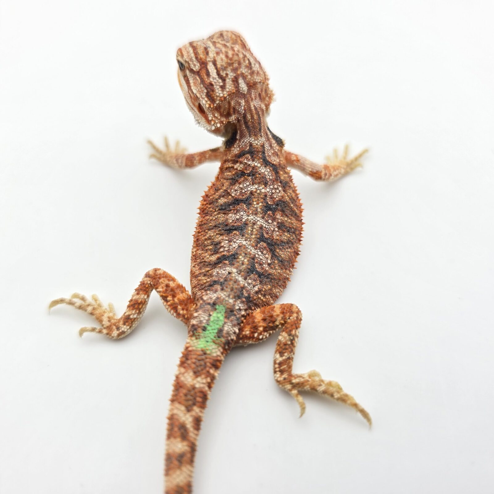 Pogona vitticeps "Hypo extrême red orange blue tiger" insexé 2026 Nom/référence : VYNIL