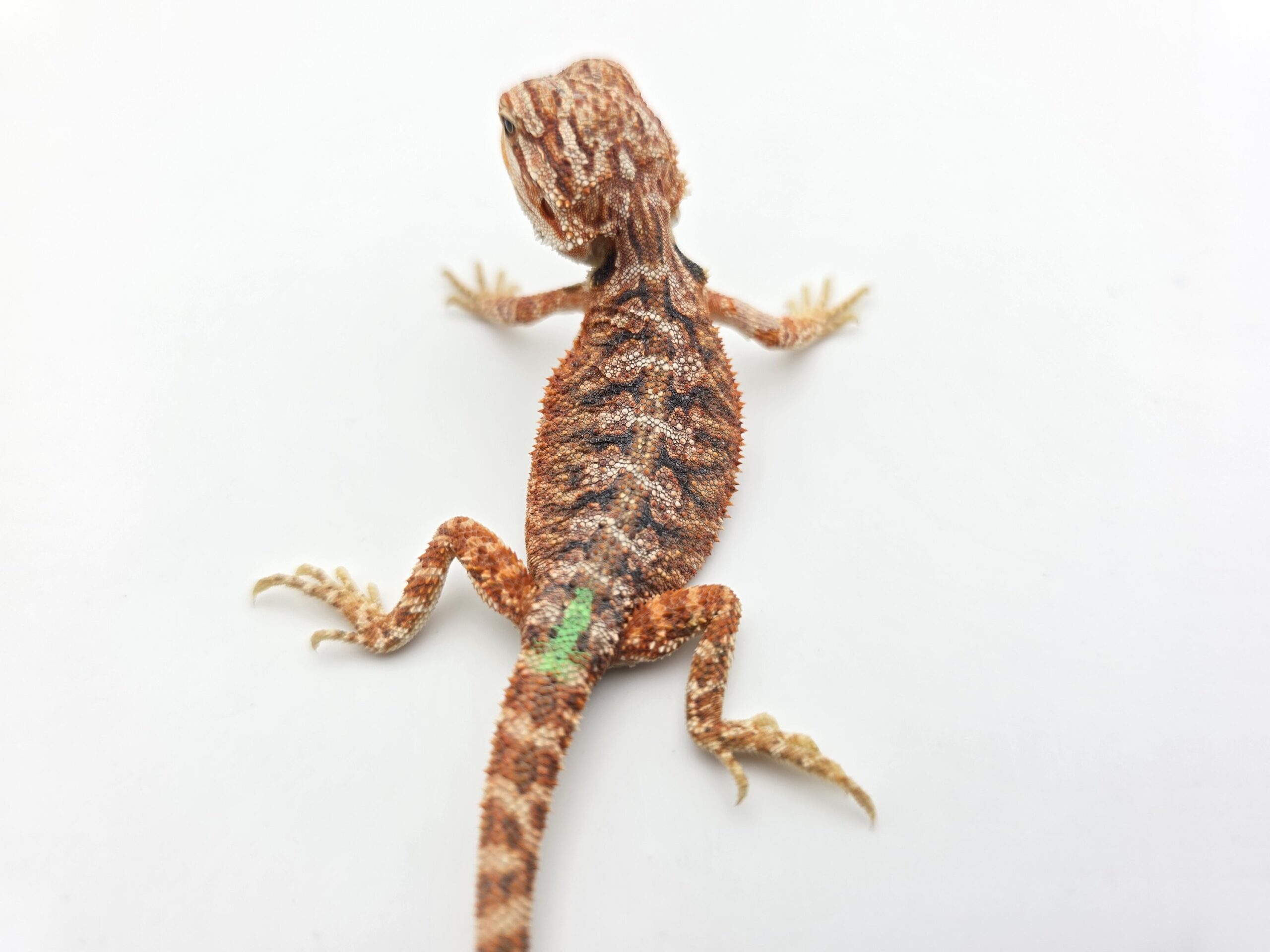 Pogona vitticeps "Hypo extrême red orange blue tiger" insexé 2026 Nom/référence : VYNIL
