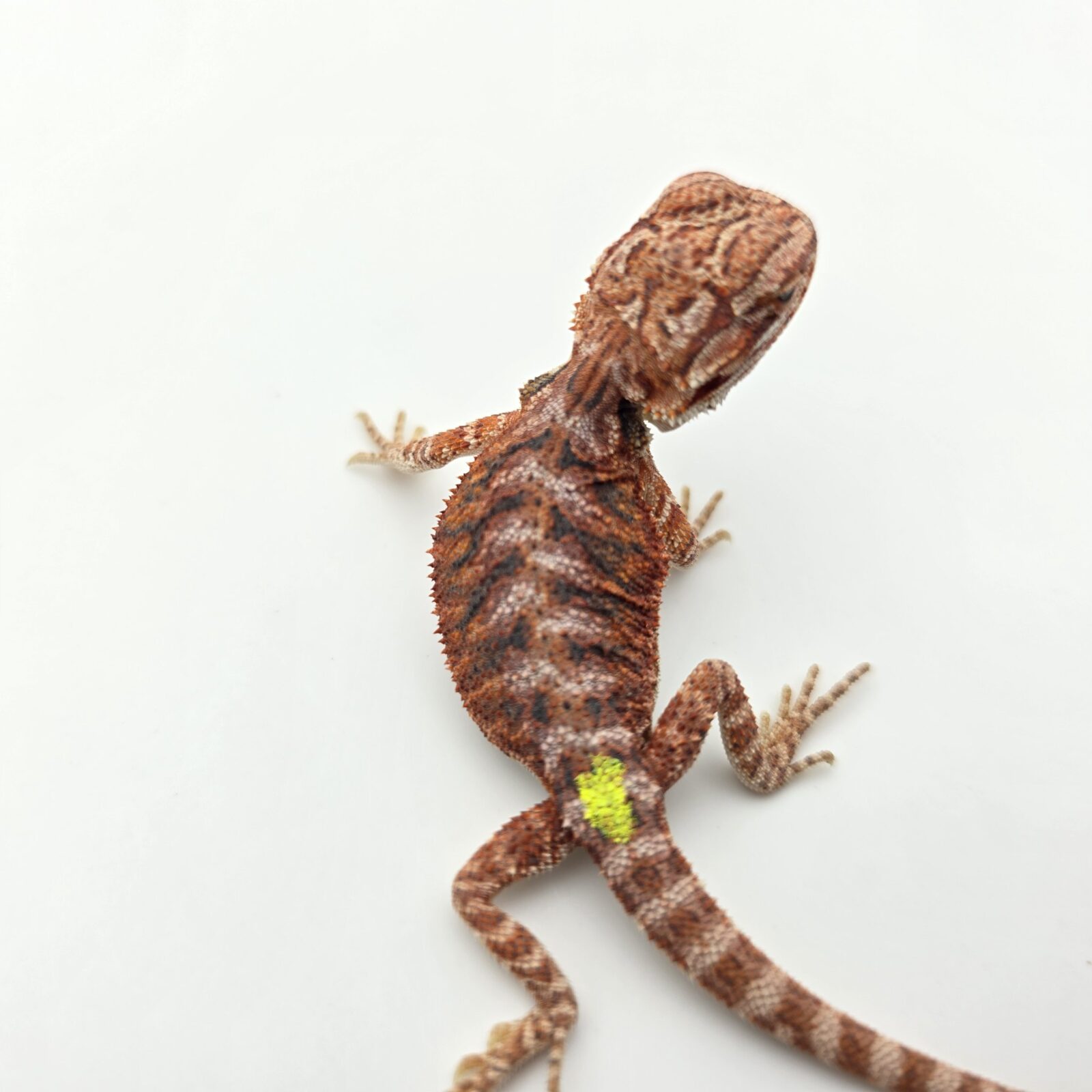 Pogona vitticeps "Hypo extrême red orange blue tiger" insexé 2026 Nom/référence : REFIV
