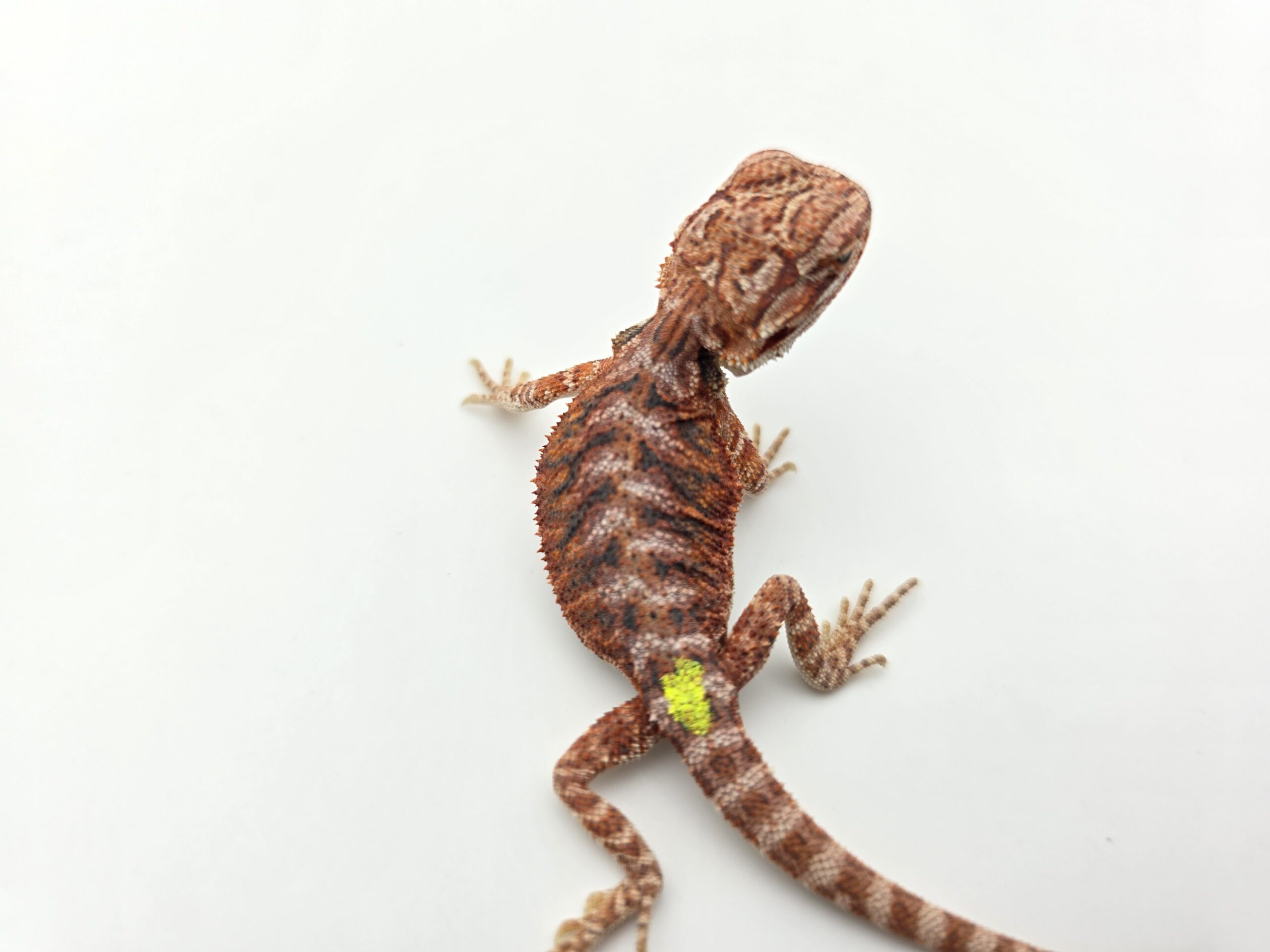 Pogona vitticeps "Hypo extrême red orange blue tiger" insexé 2026 Nom/référence : REFIV