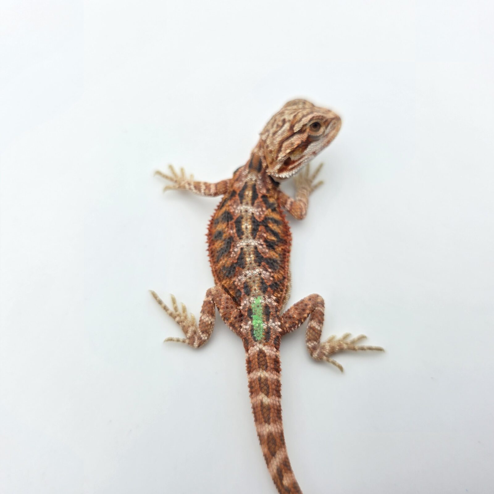 Pogona vitticeps "Hypo extrême red orange blue tiger" insexé 2026 Nom/référence : GRAF