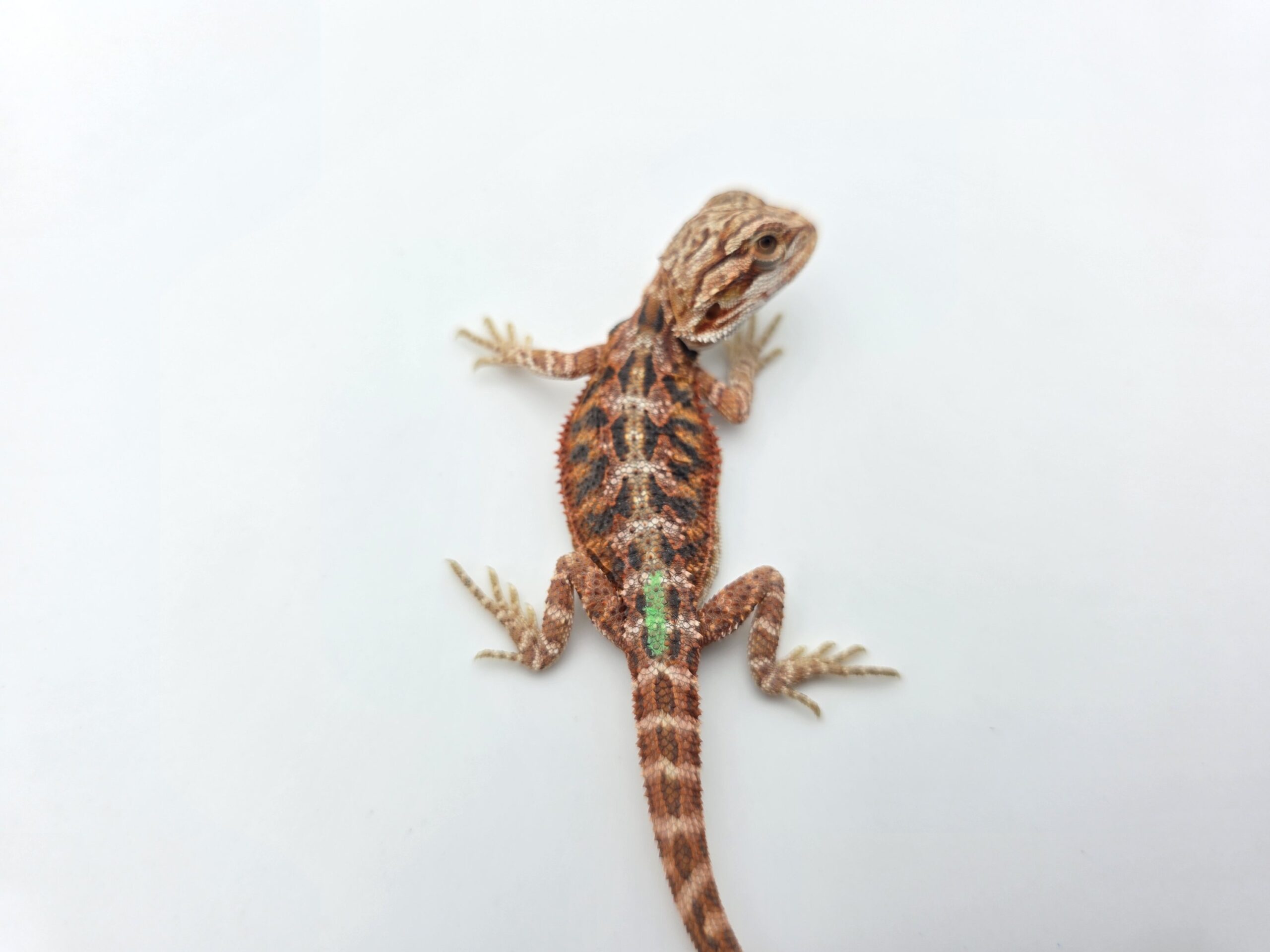 Pogona vitticeps "Hypo extrême red orange blue tiger" insexé 2026 Nom/référence : GRAF
