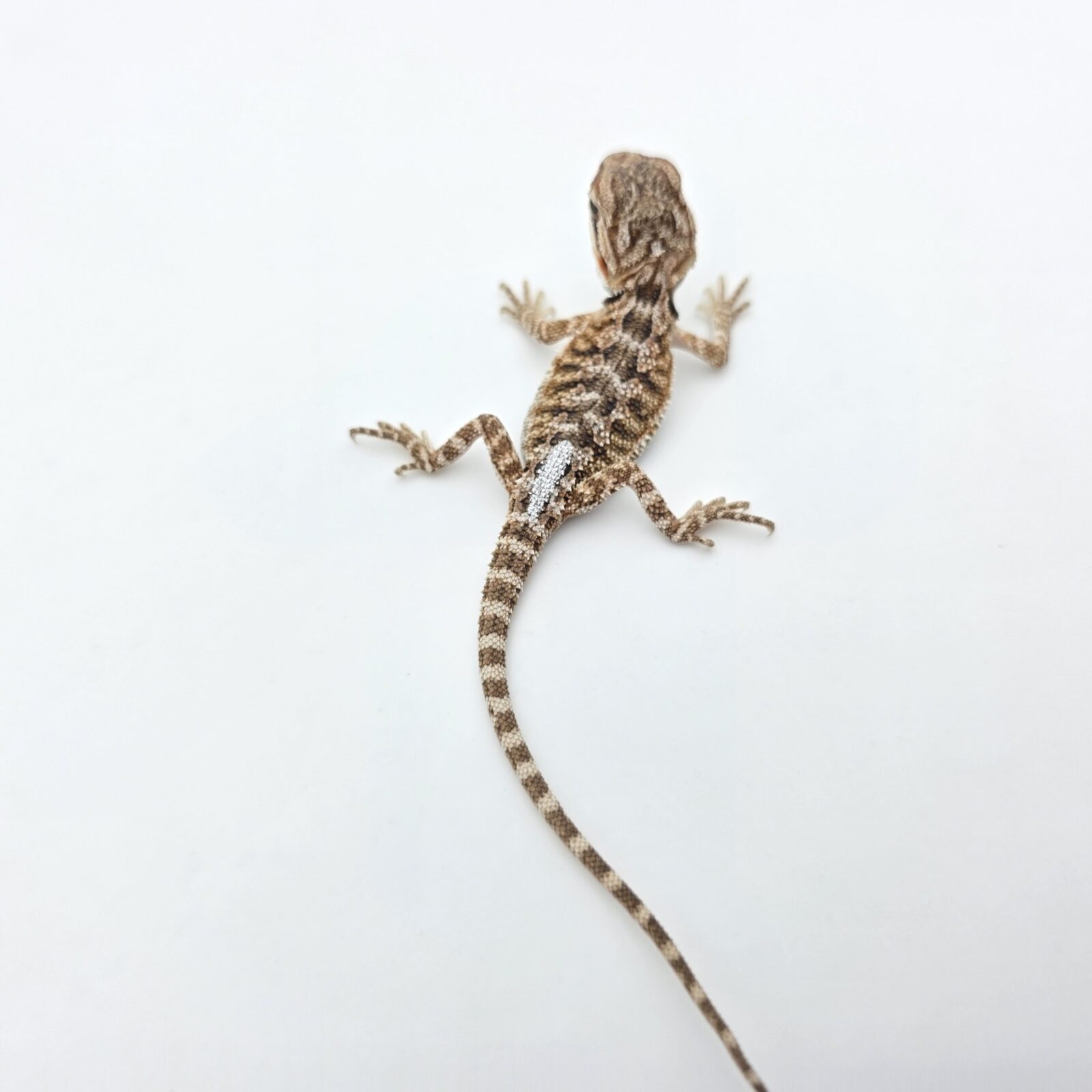 Pogona vitticeps "Citrus orange blue bar 100% het.hypo 66% het.trans" insexé 2026 Nom/référence : ETIDI
