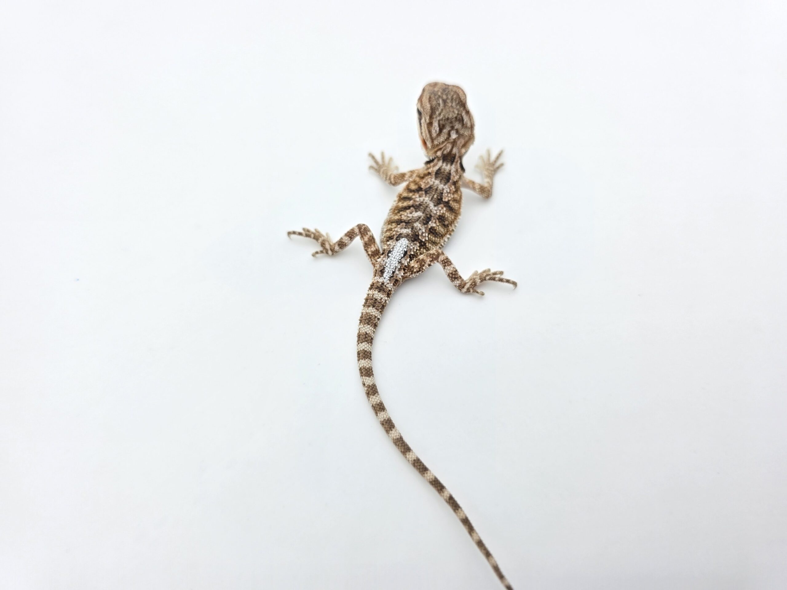 Pogona vitticeps "Citrus orange blue bar 100% het.hypo 66% het.trans" insexé 2026 Nom/référence : ETIDI
