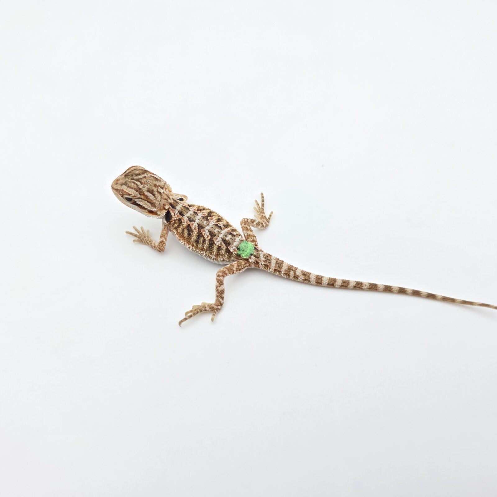 Pogona vitticeps "Citrus orange blue bar 100% het.hypo 66% het.trans" insexé 2026 Nom/référence : TIPRI