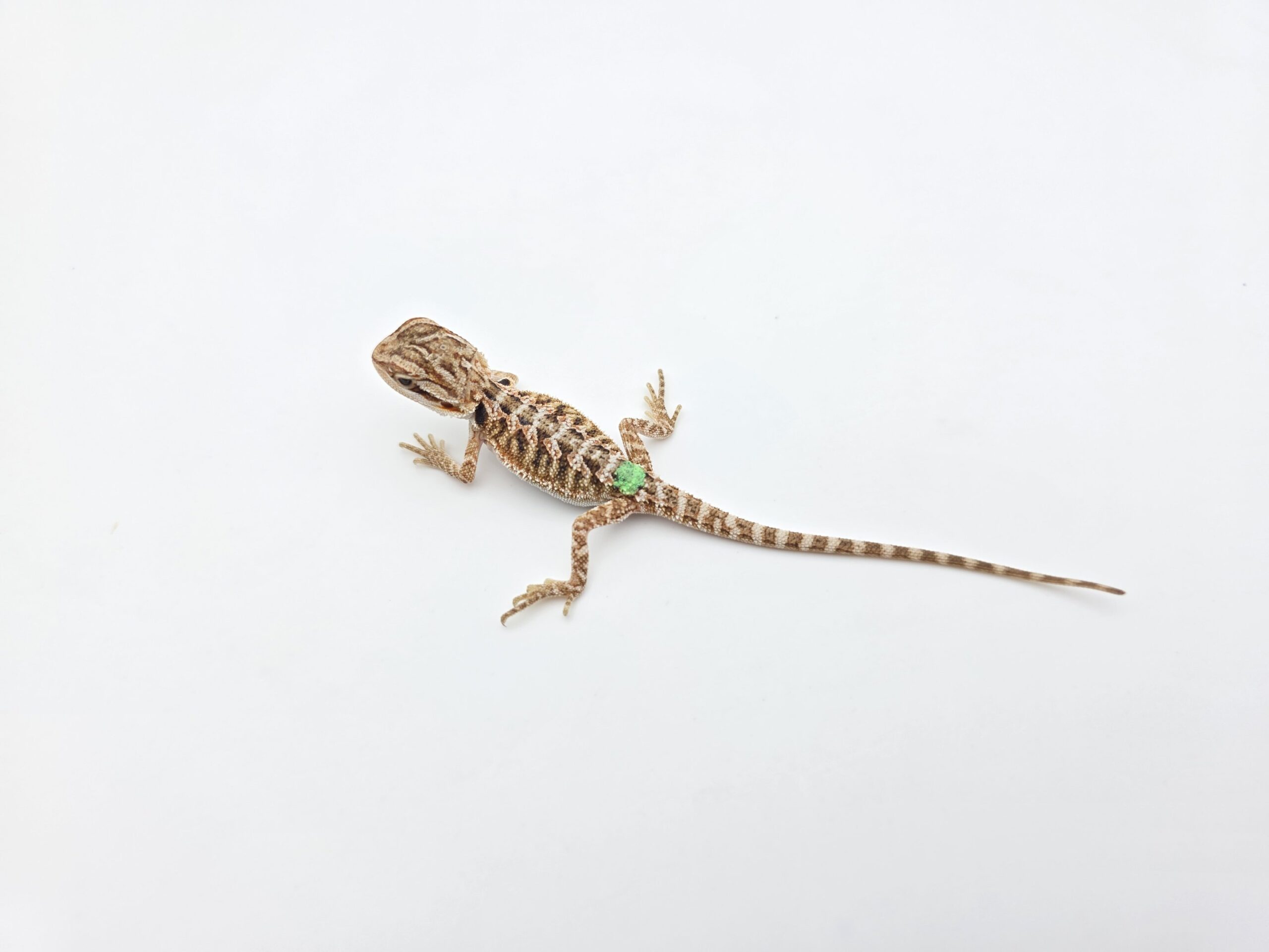 Pogona vitticeps "Citrus orange blue bar 100% het.hypo 66% het.trans" insexé 2026 Nom/référence : TIPRI